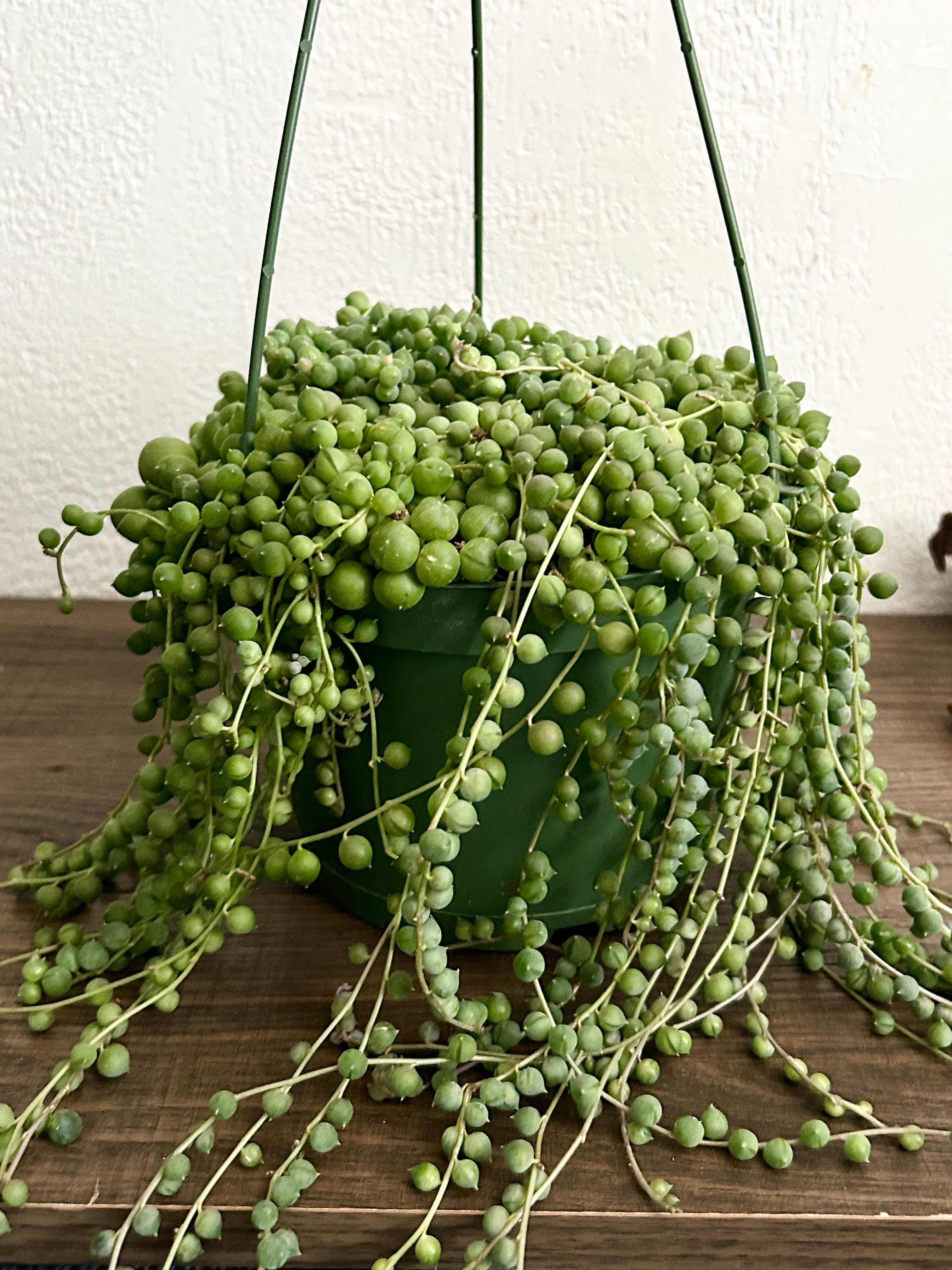 String of Pearls Succulent In 6” Hanging Pot