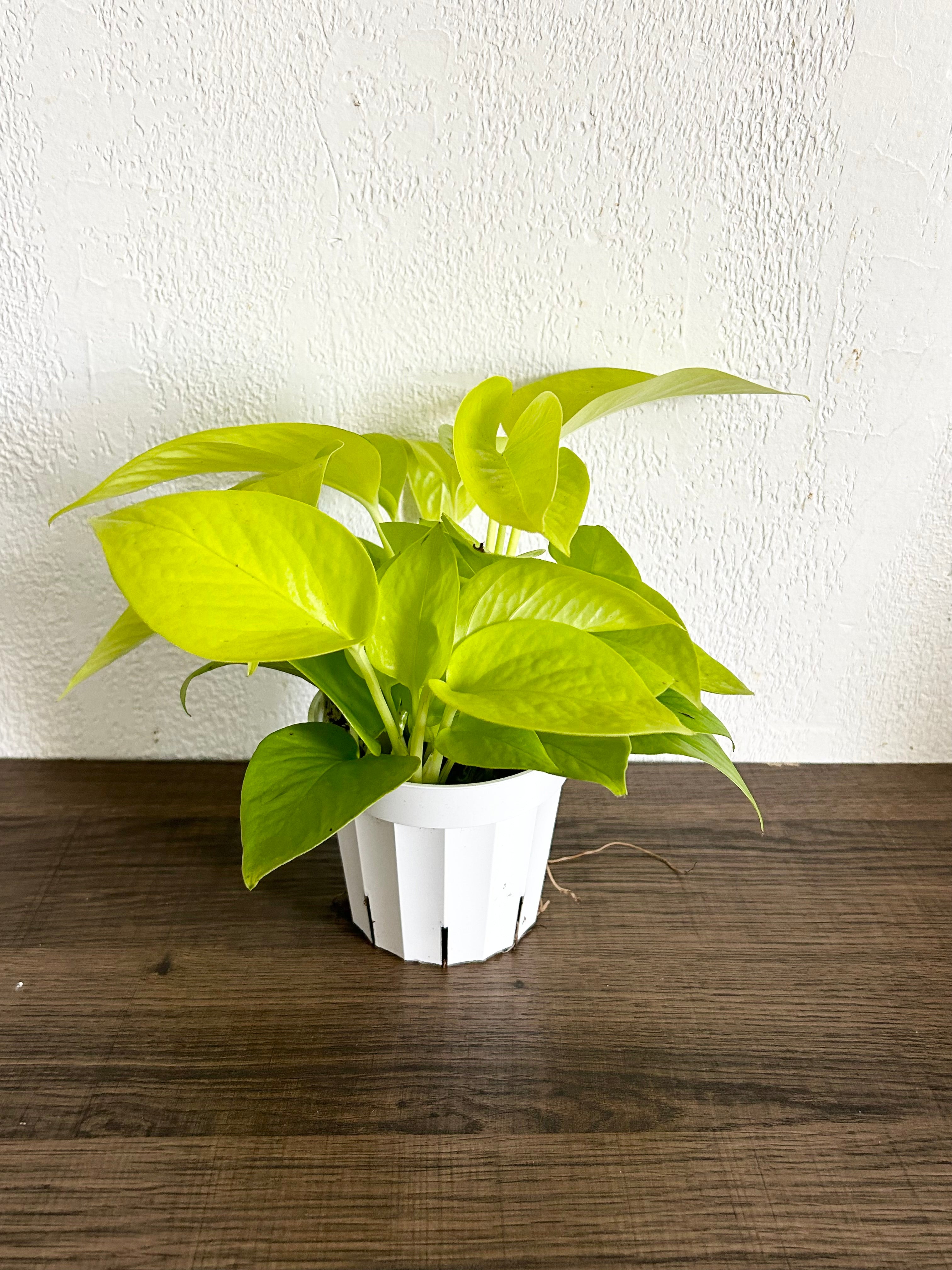 Pothos Neon