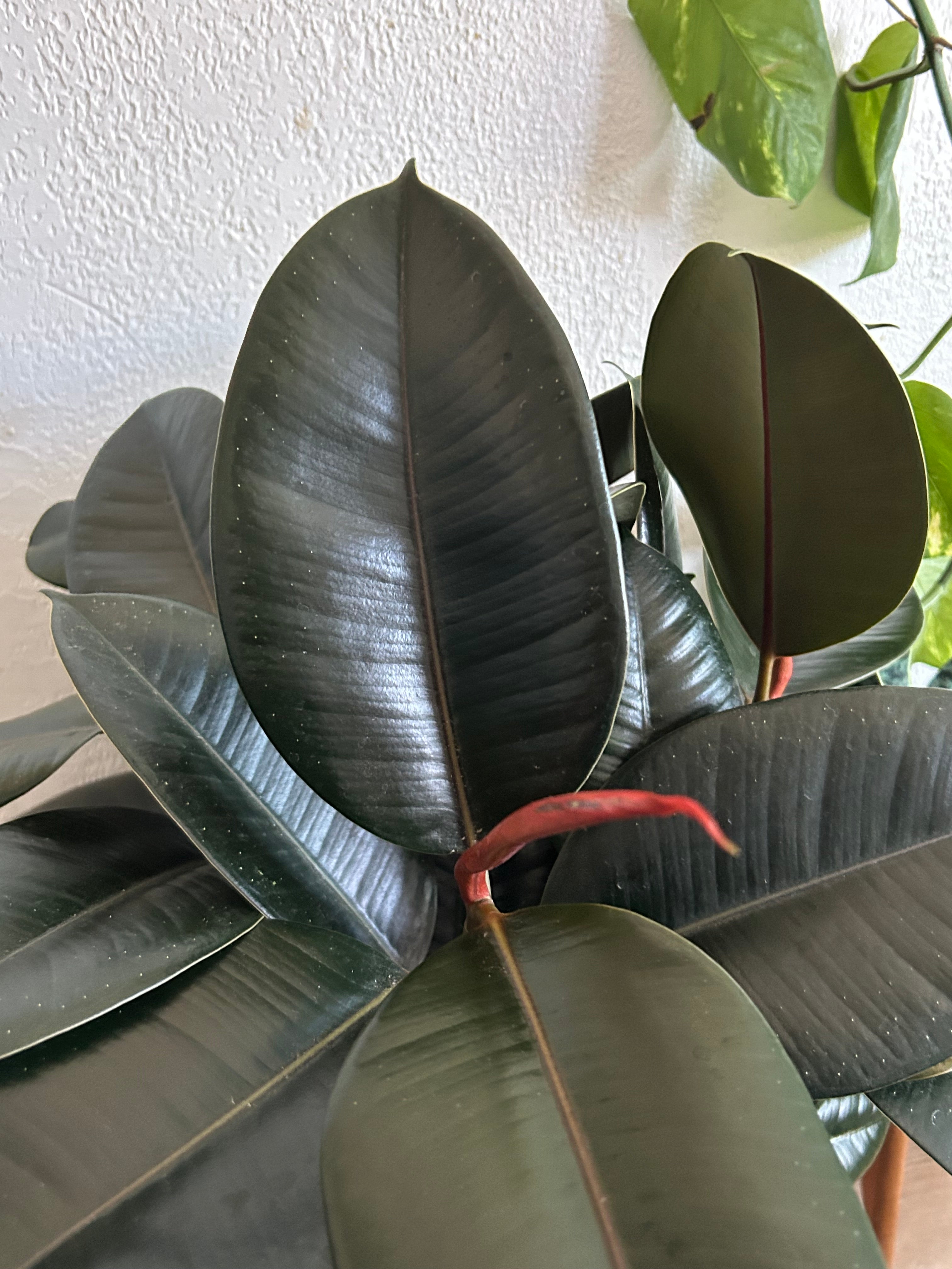 Ficus Elastica, Burgandy “Rubber Tree”