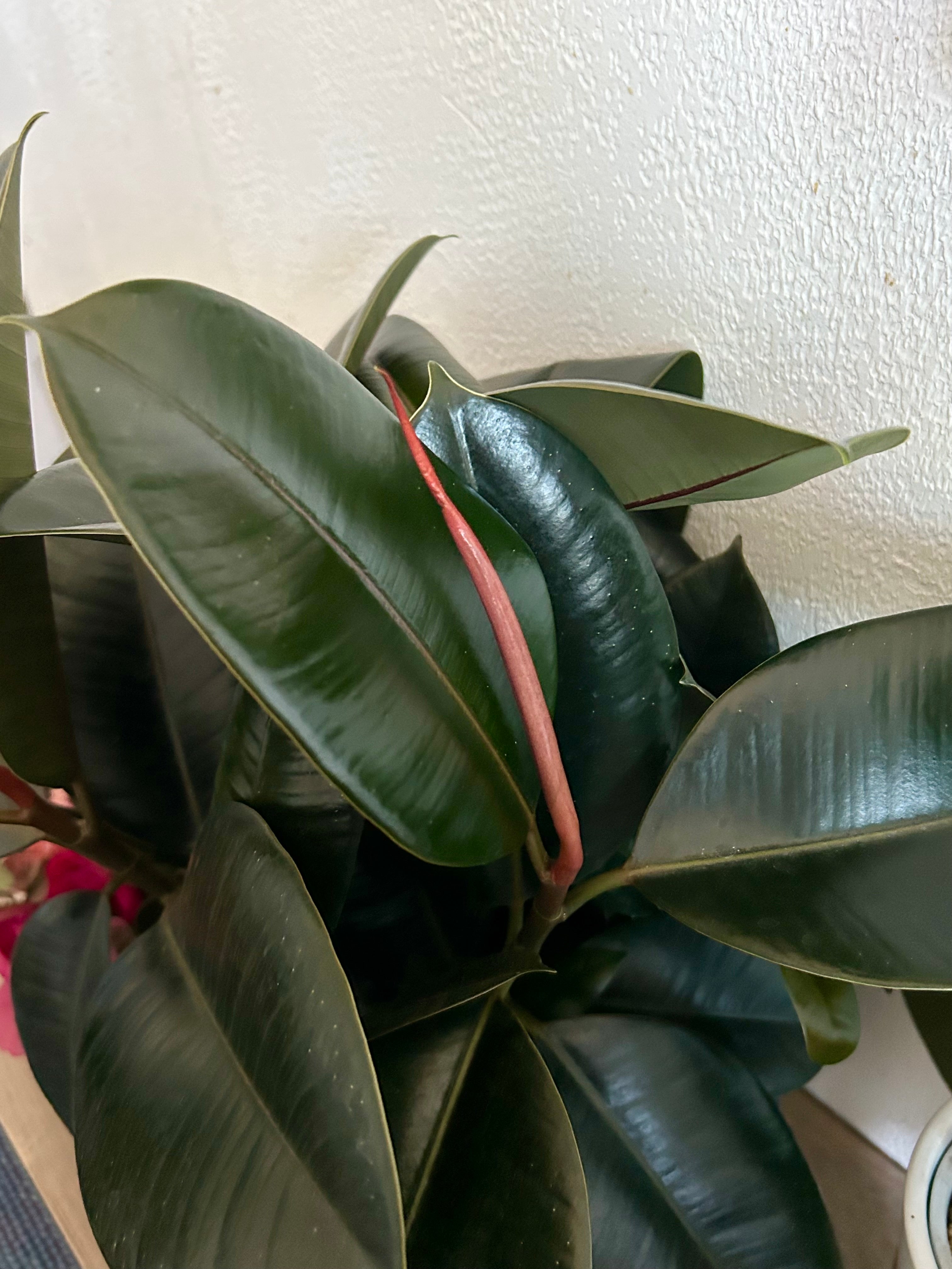 Ficus Elastica, Burgandy “Rubber Tree”