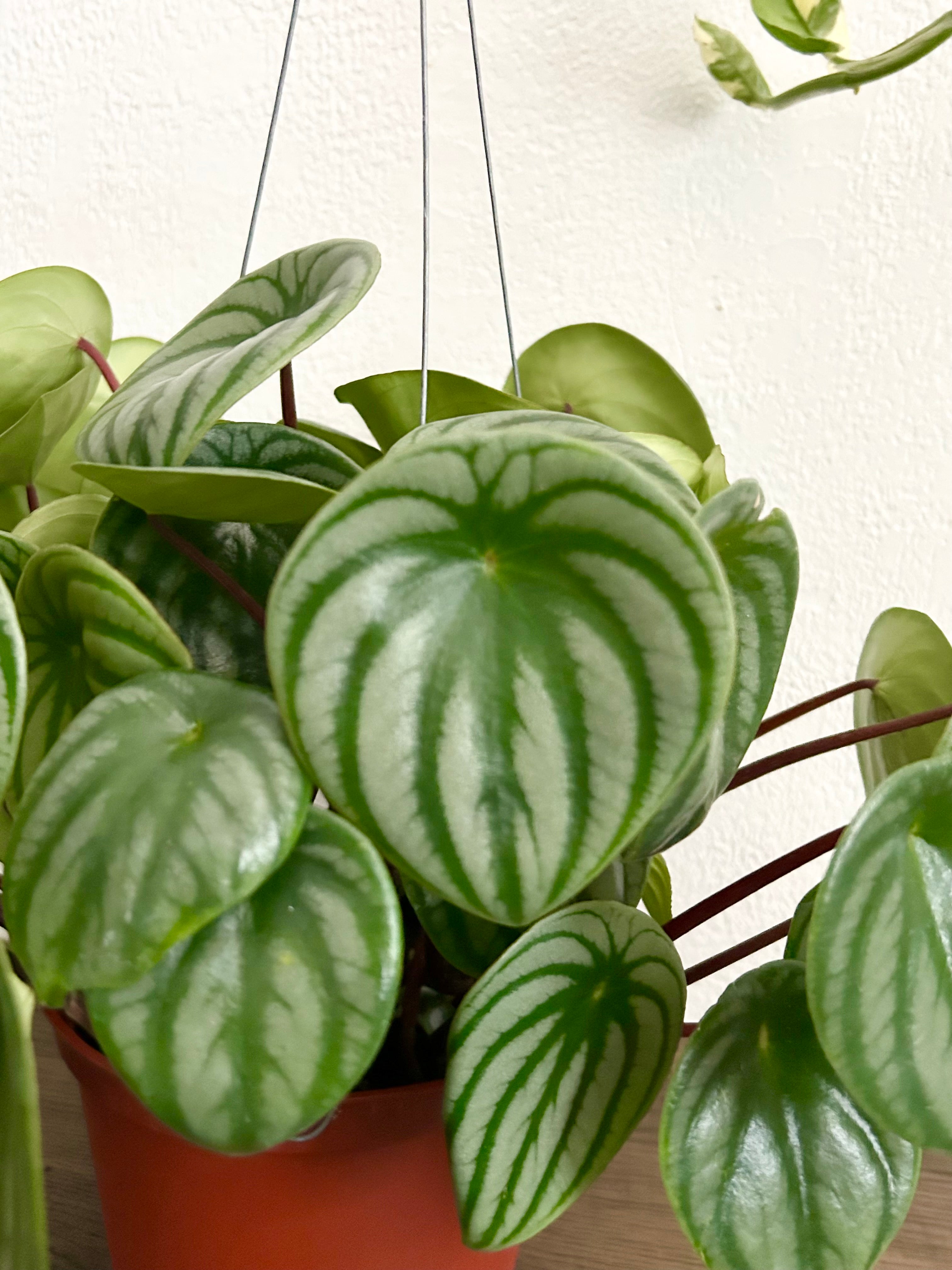 Live Peperomia Watermelon House Plant - In 6” Hanging Pot