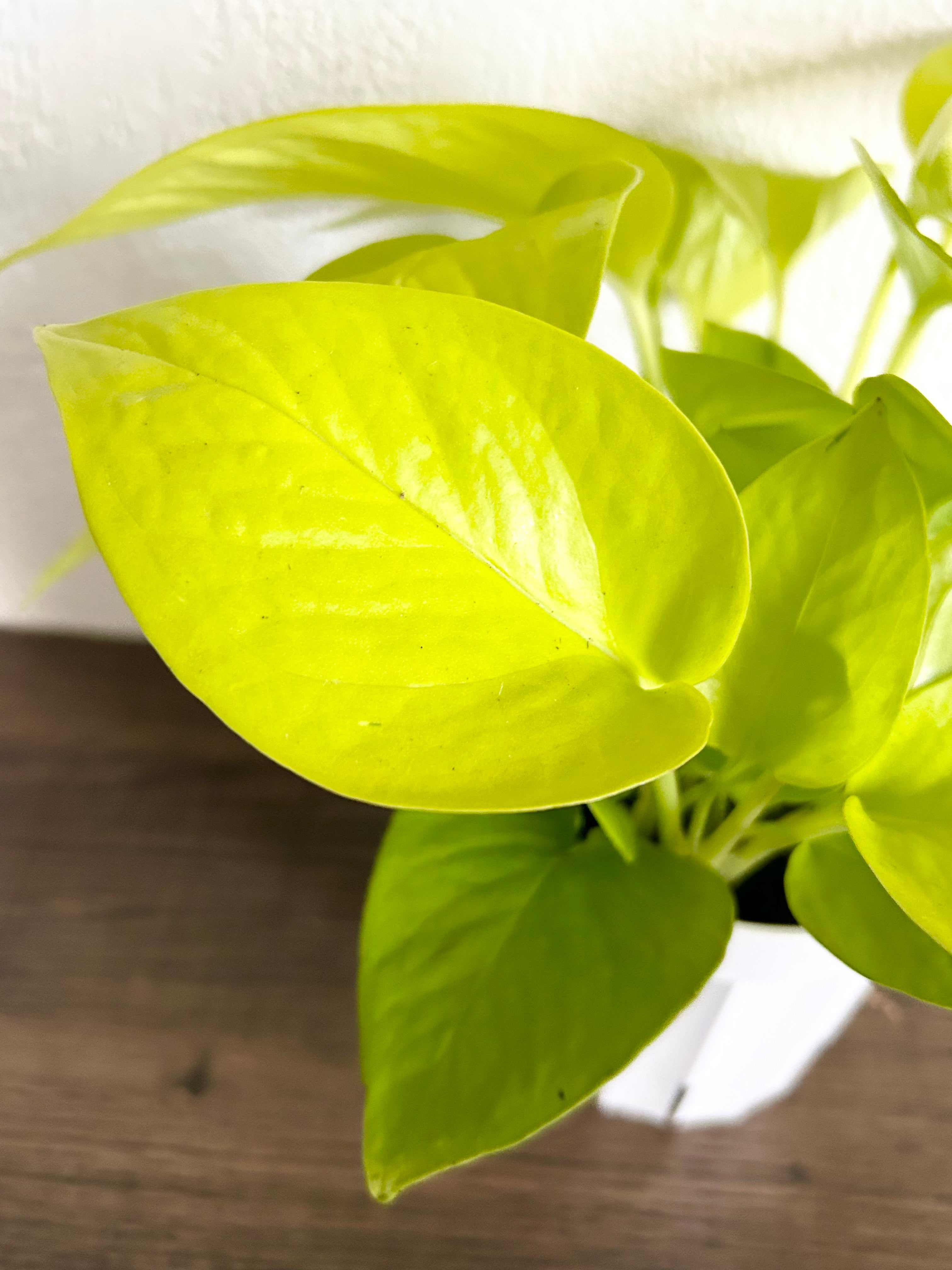 Pothos Neon