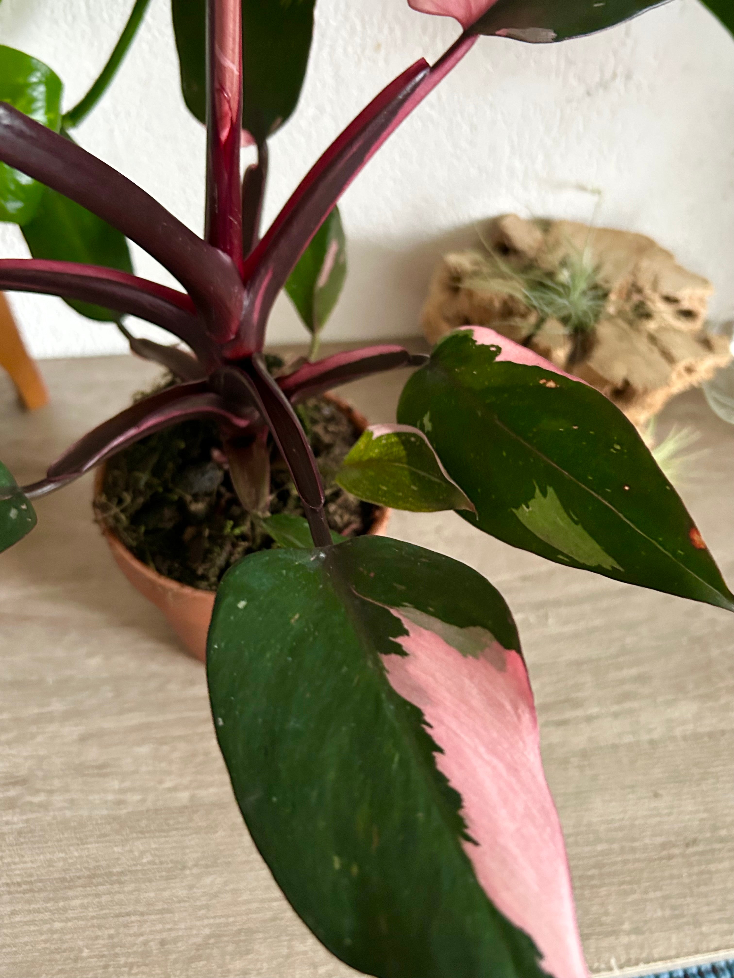 Pink Princess Philodendron