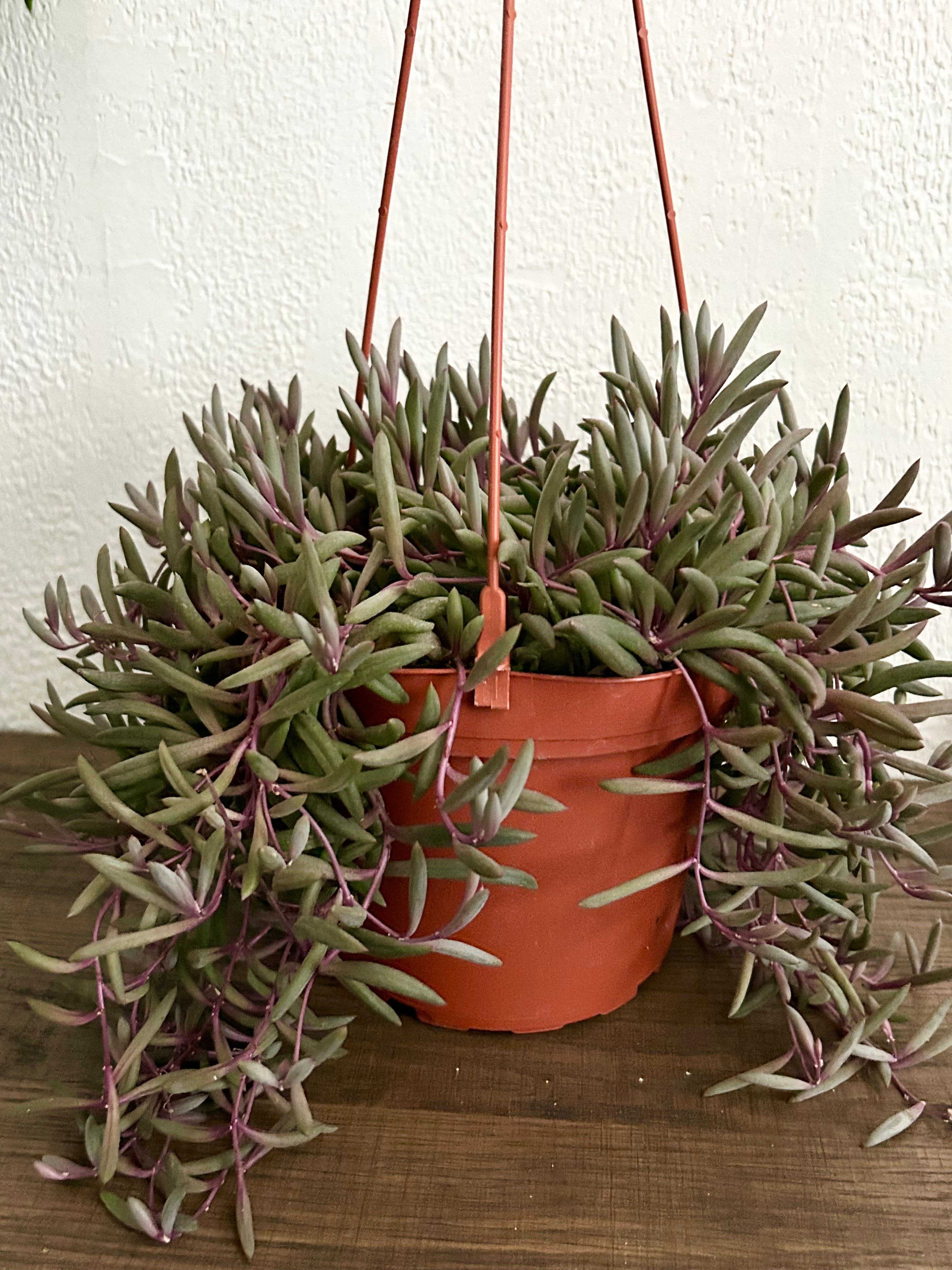 String of Rubies Succulent In 6” Hanging Pot