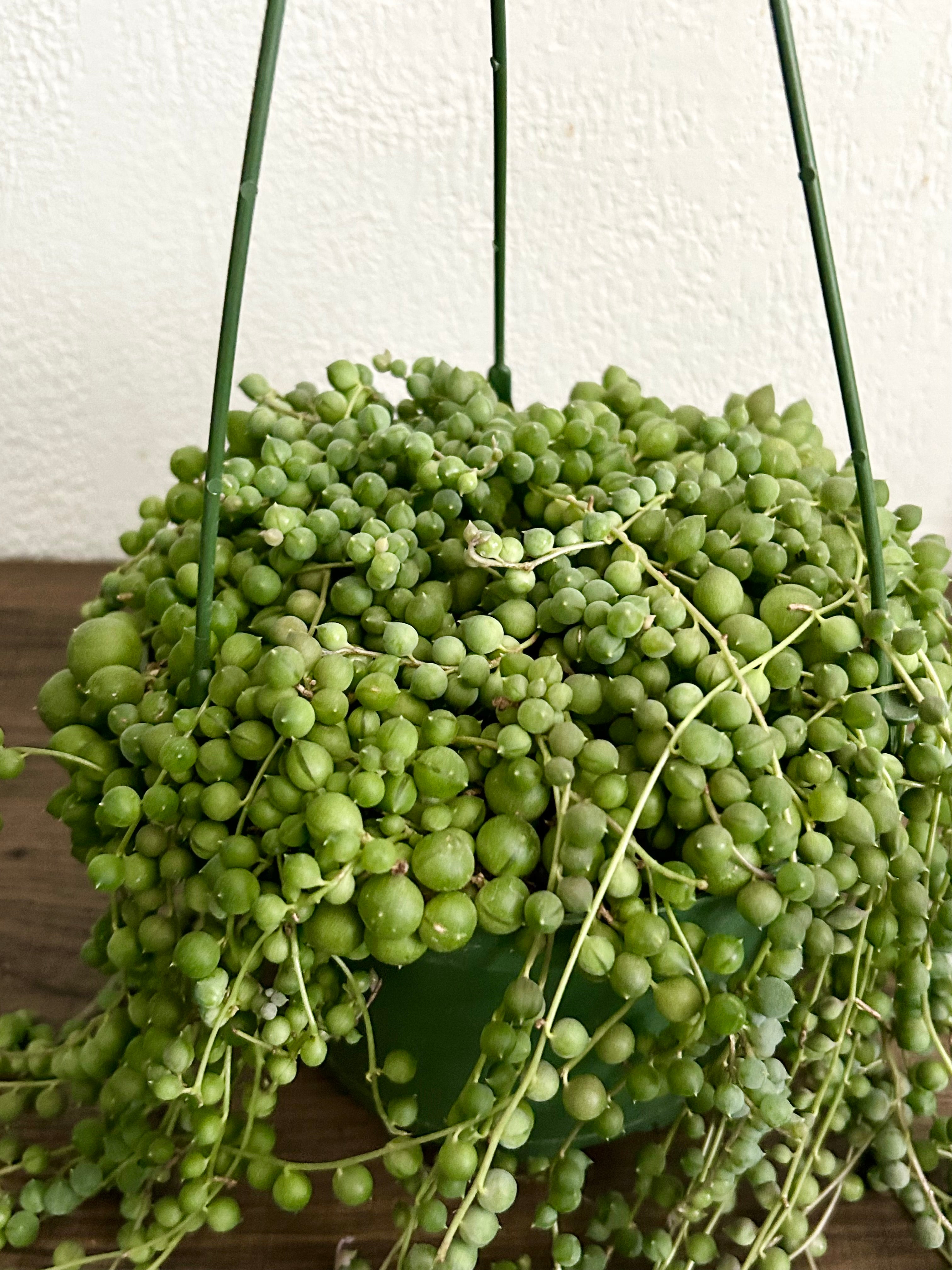 String of Pearls Succulent In 6” Hanging Pot