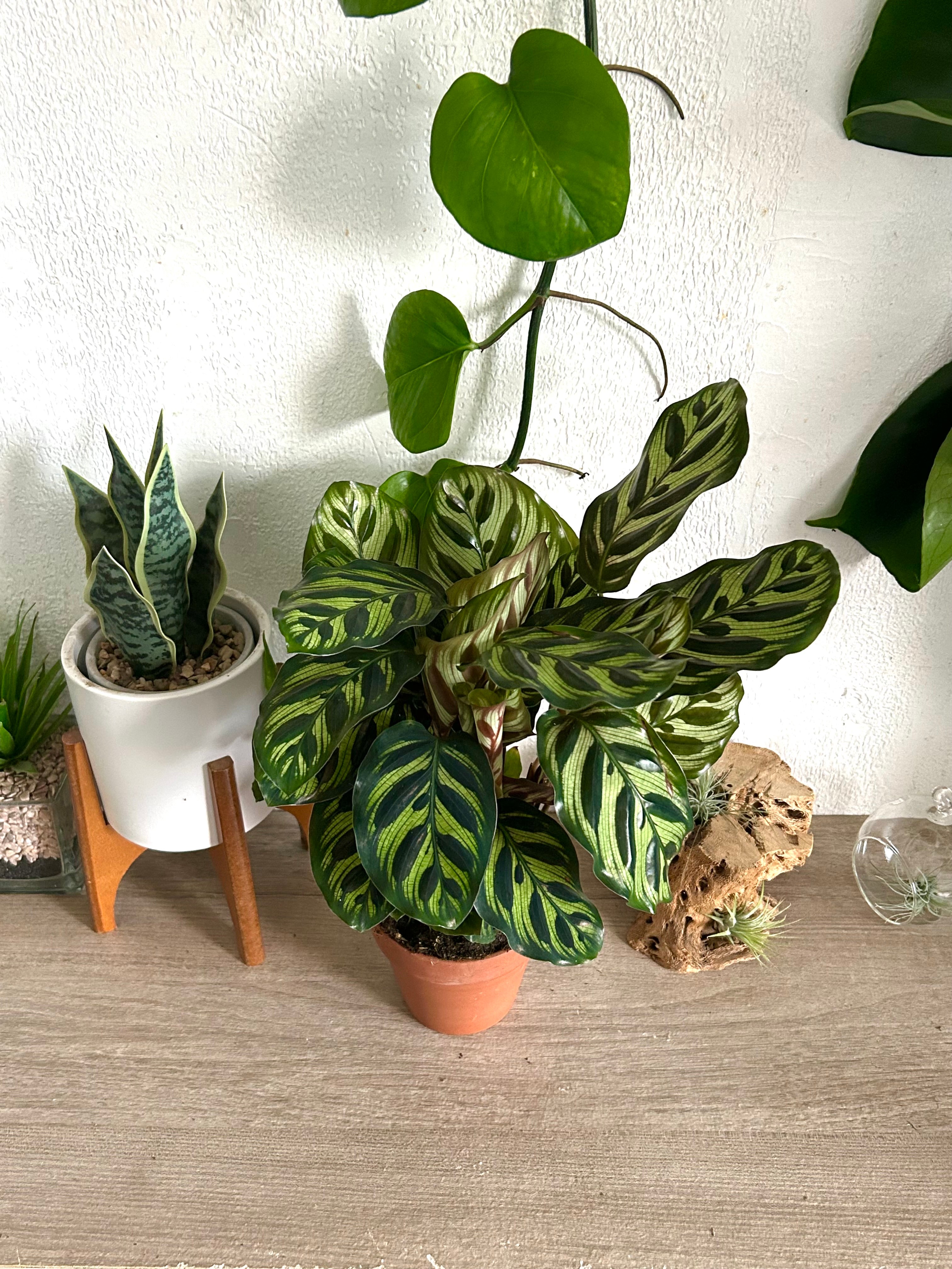 Calathea Makoyana - Peacock Plant