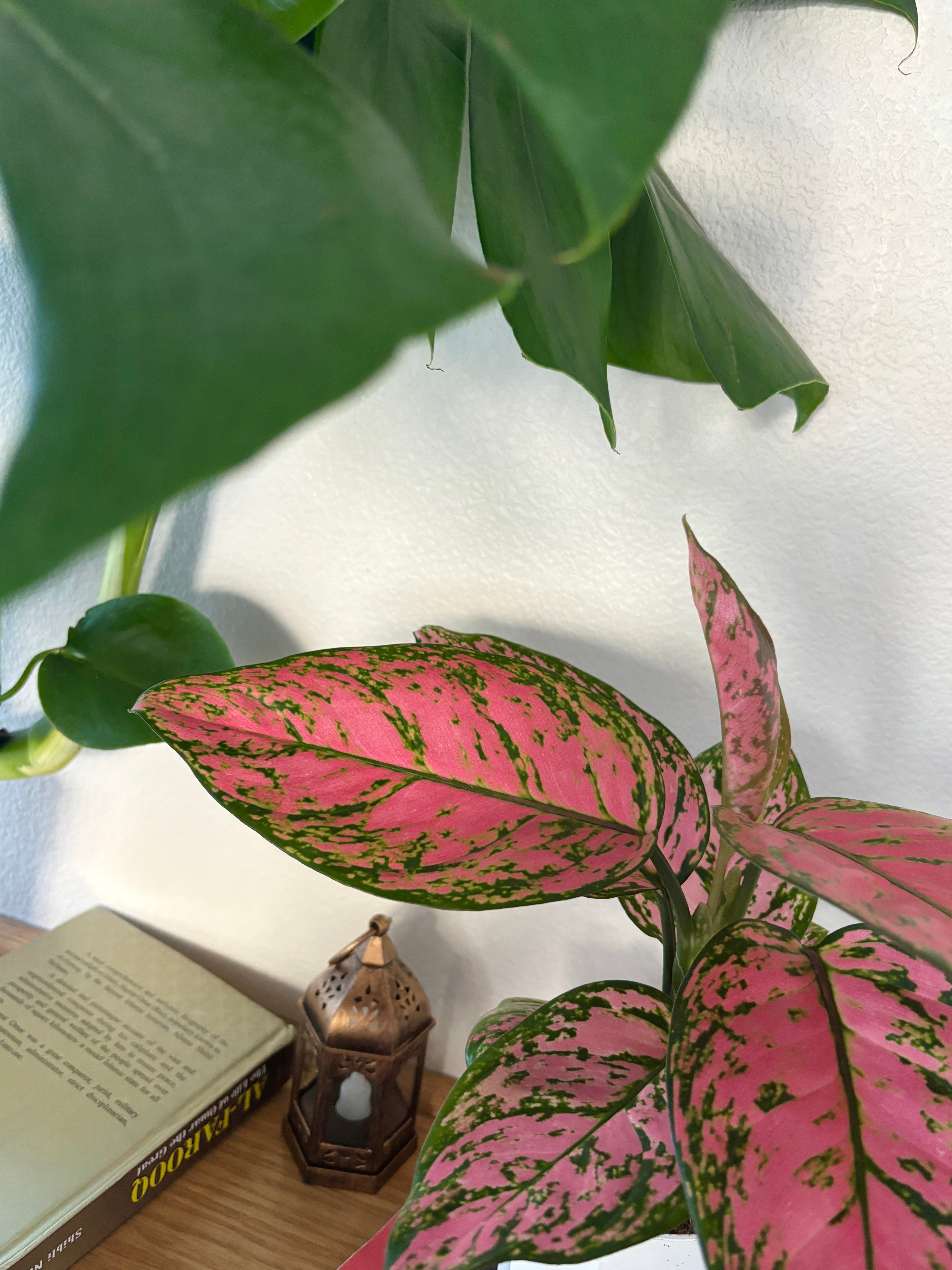 Aglaonema “Pink Lady” Valentine, Chinese Evergreen