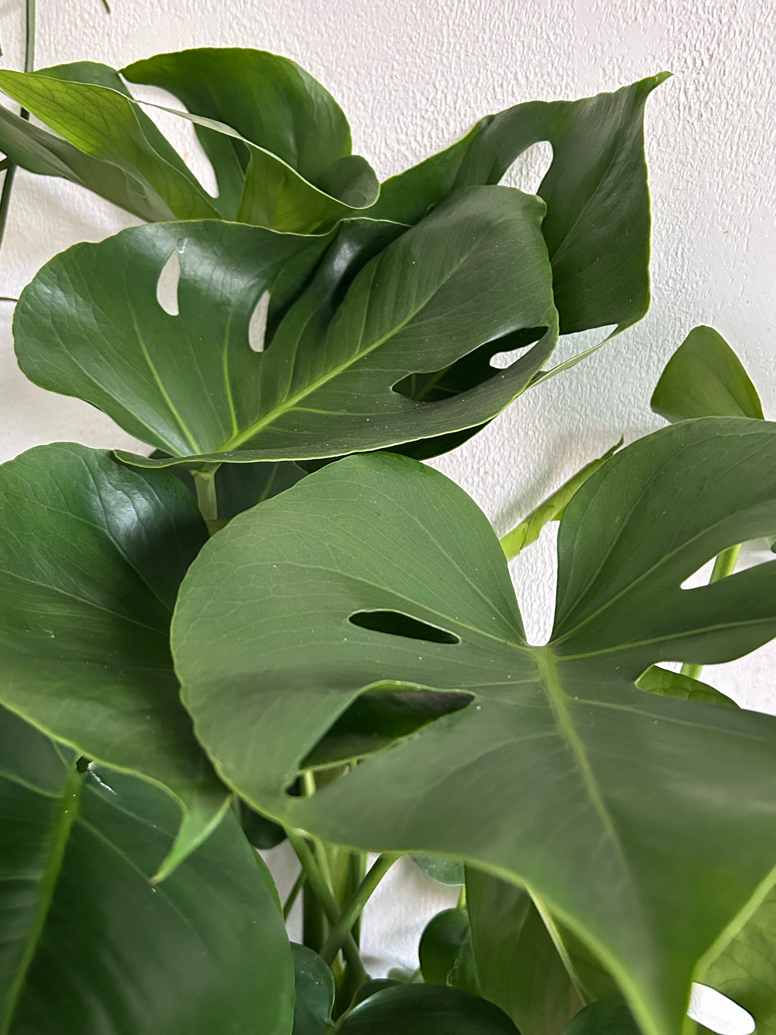 Huge Monstera Deliciosa Swiss Cheese