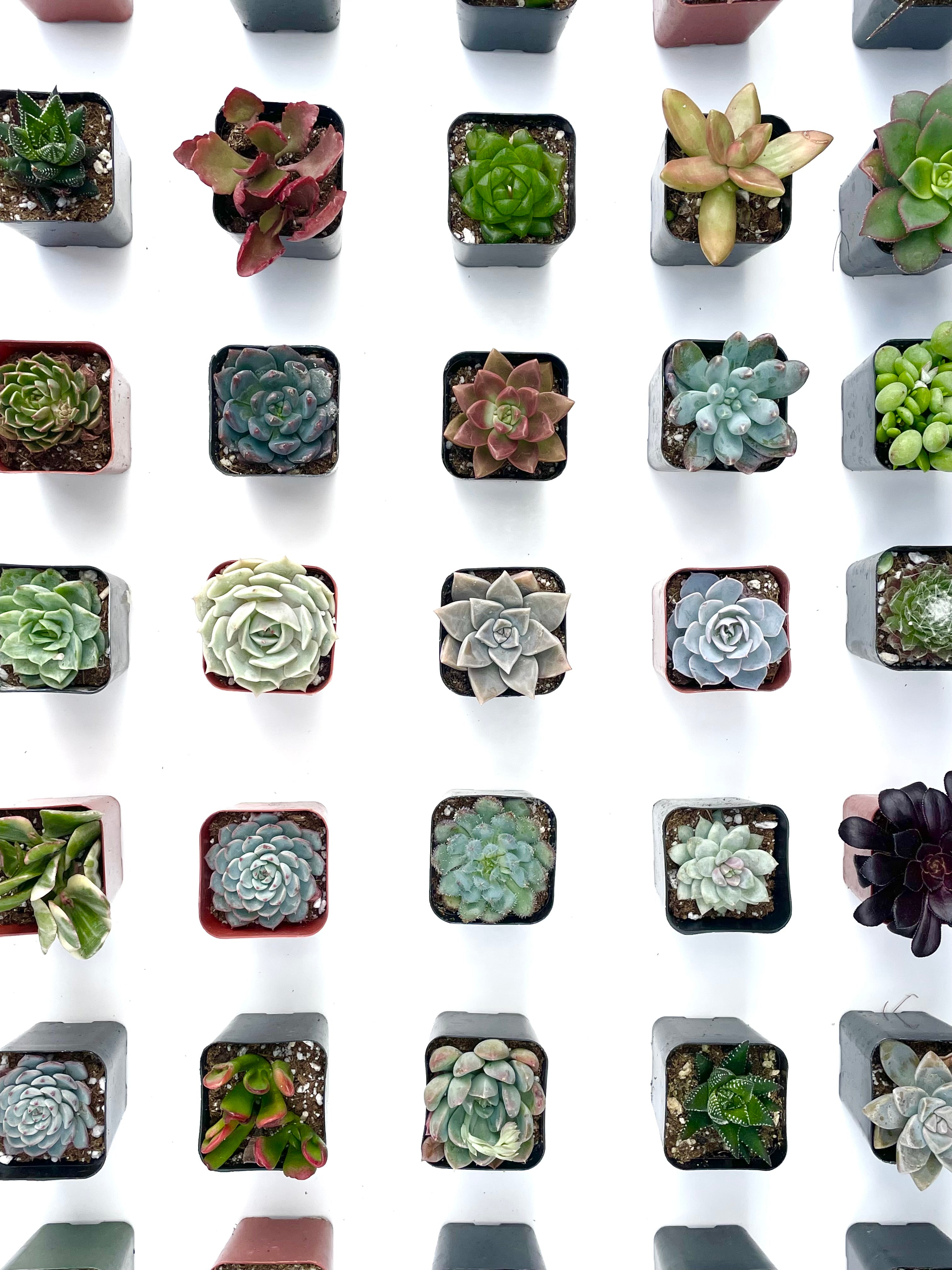 Bulk Succulents For Events and Weddings - Custom Order