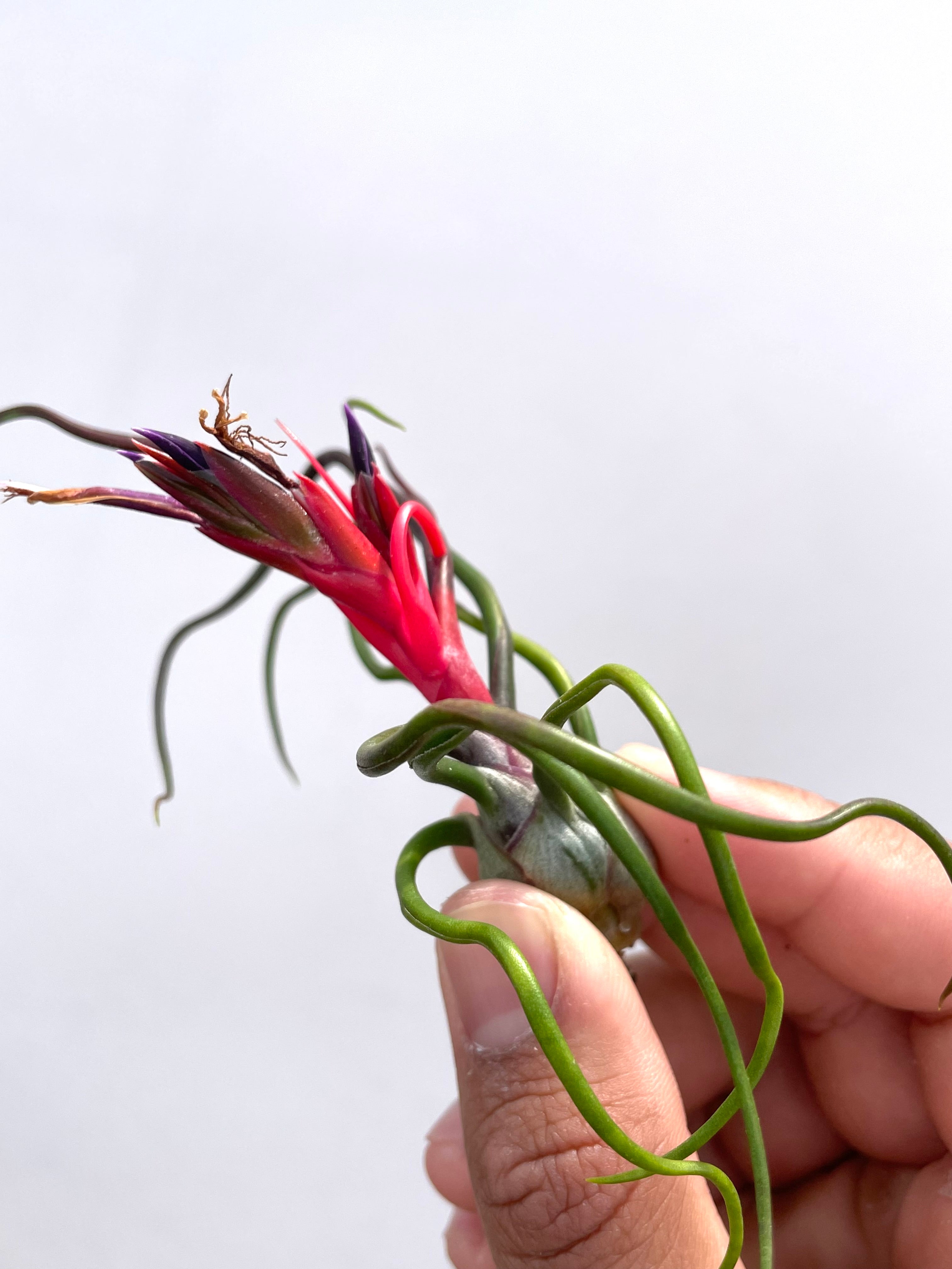 3 Pack “Red Spider” Tillandsia Bulbosa Air Plant