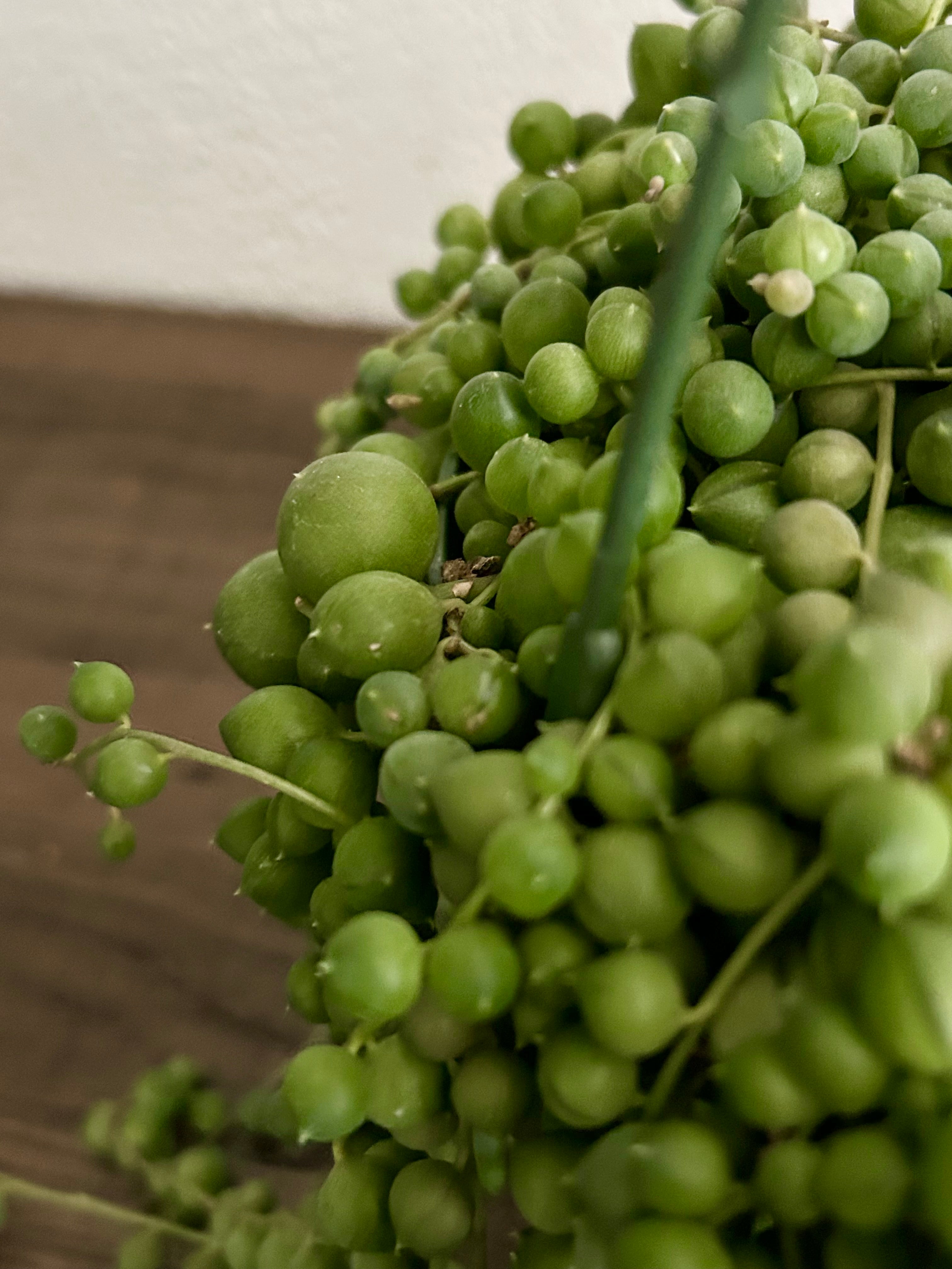 String of Pearls Succulent In 6” Hanging Pot