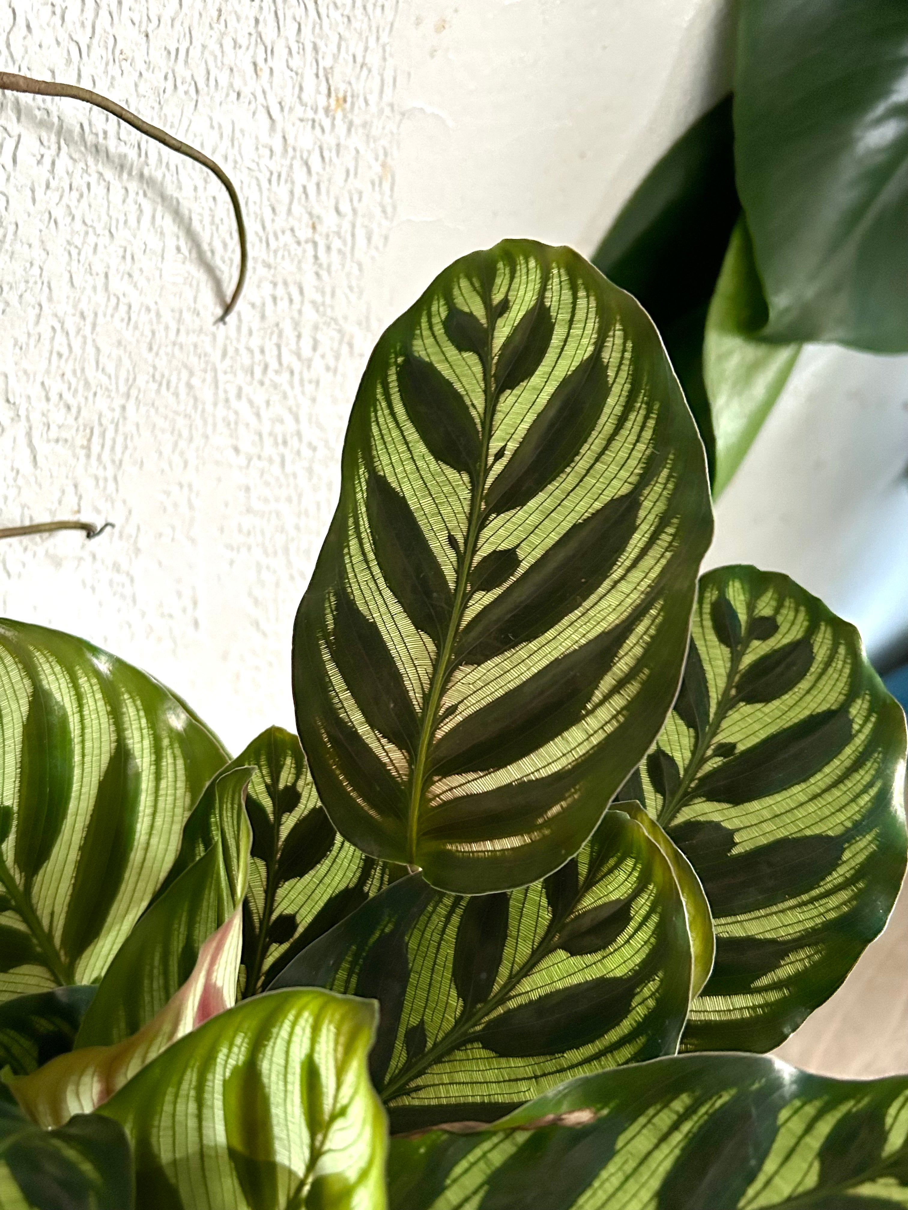 Calathea Makoyana - Peacock Plant