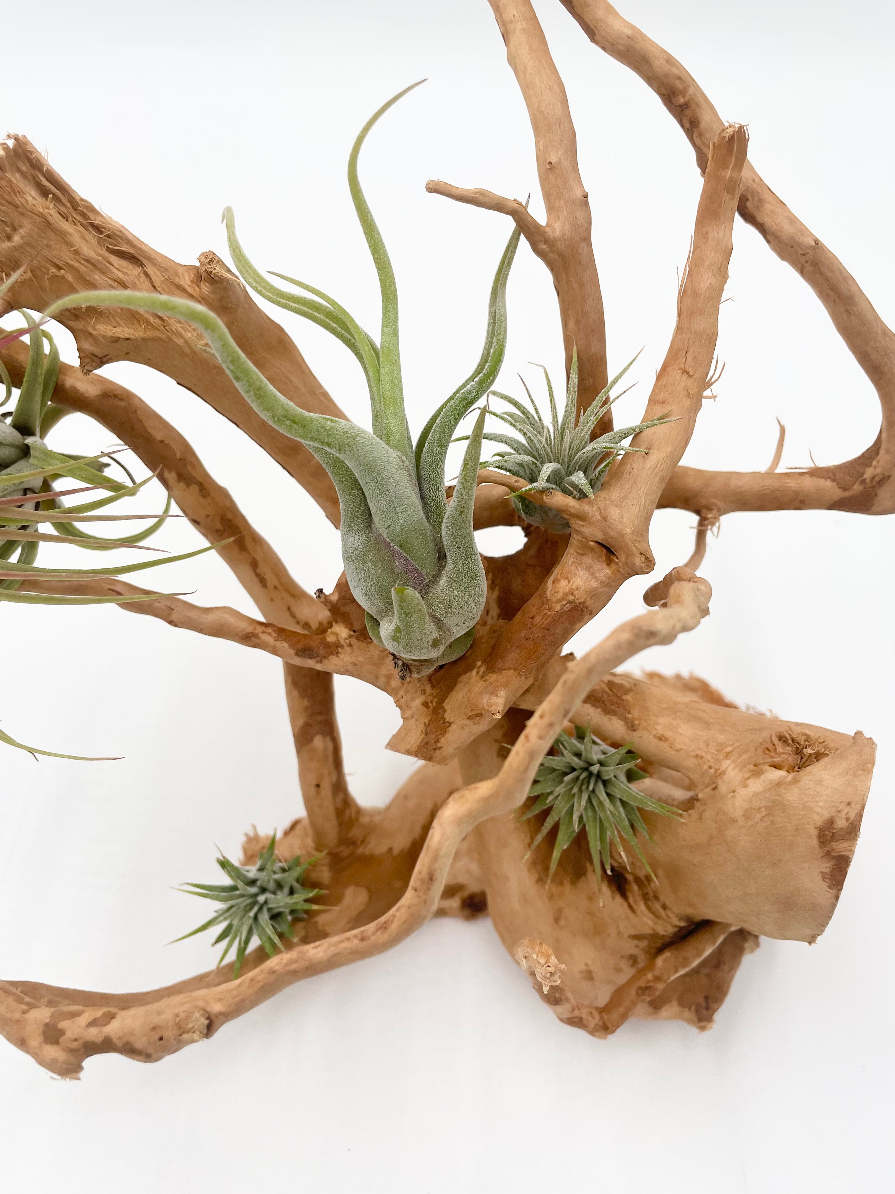 Natural Drift Wood Air Plant Display