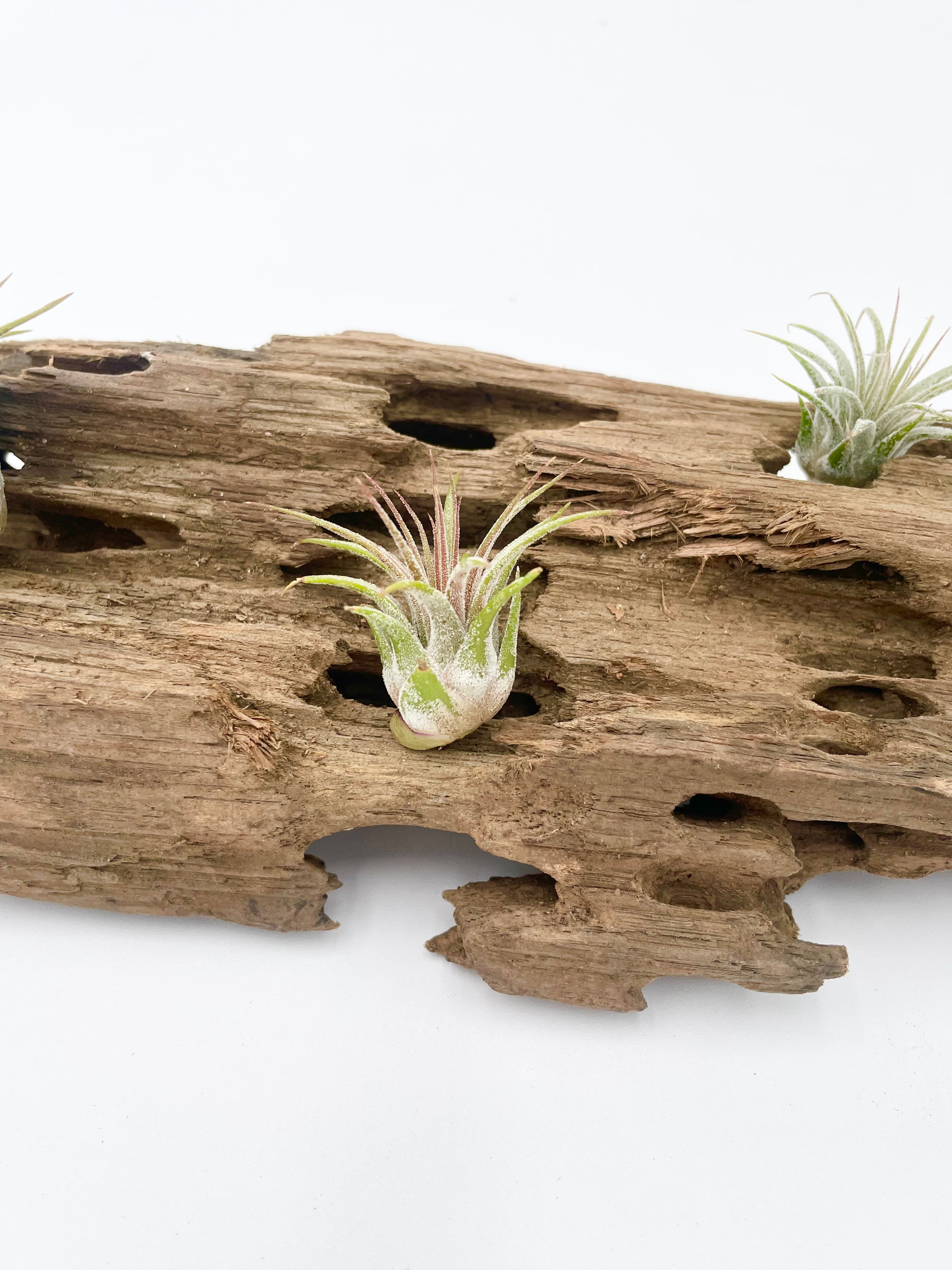 Dragon Wood Natural Air Plant Display