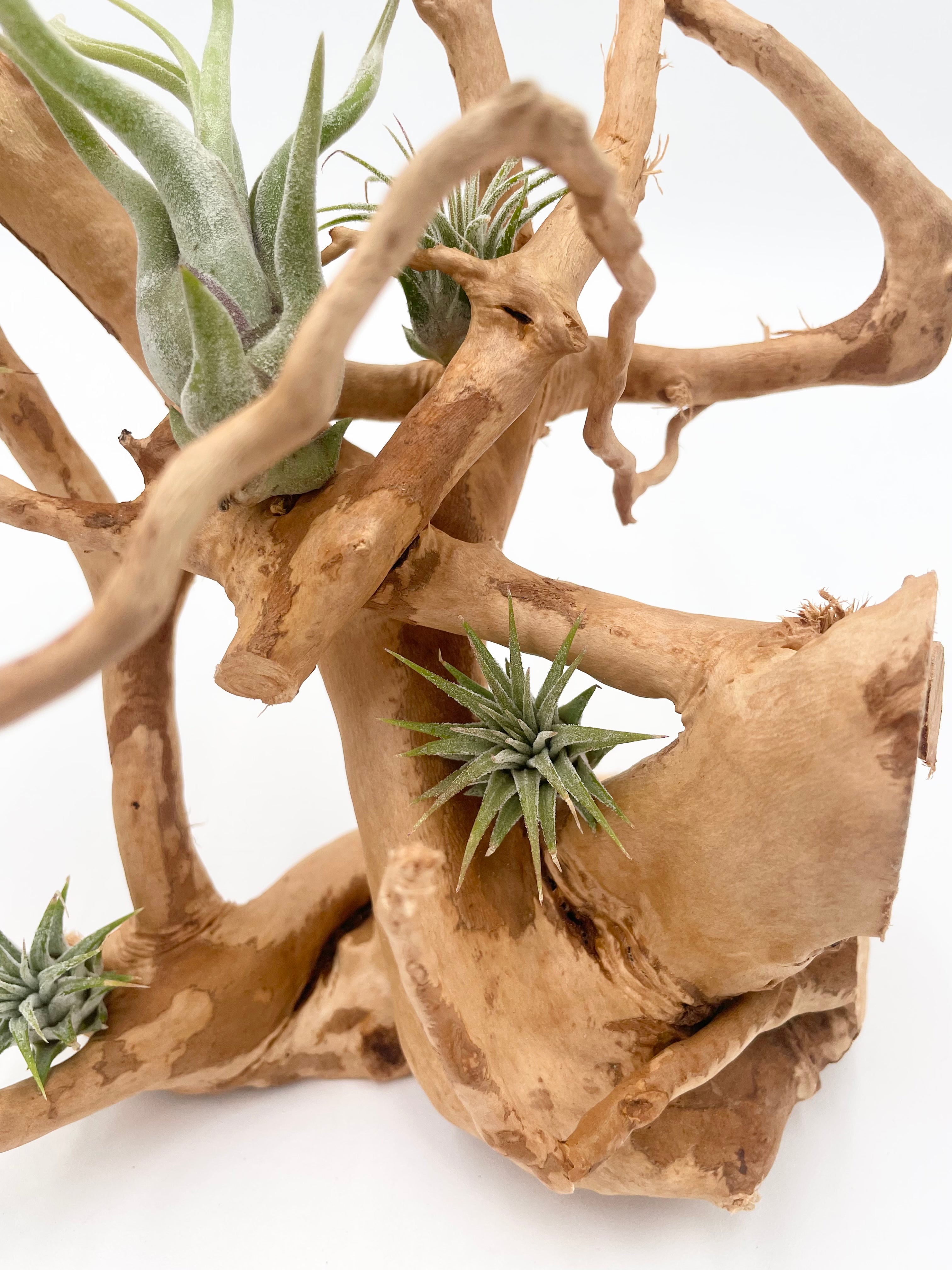 Natural Drift Wood Air Plant Display