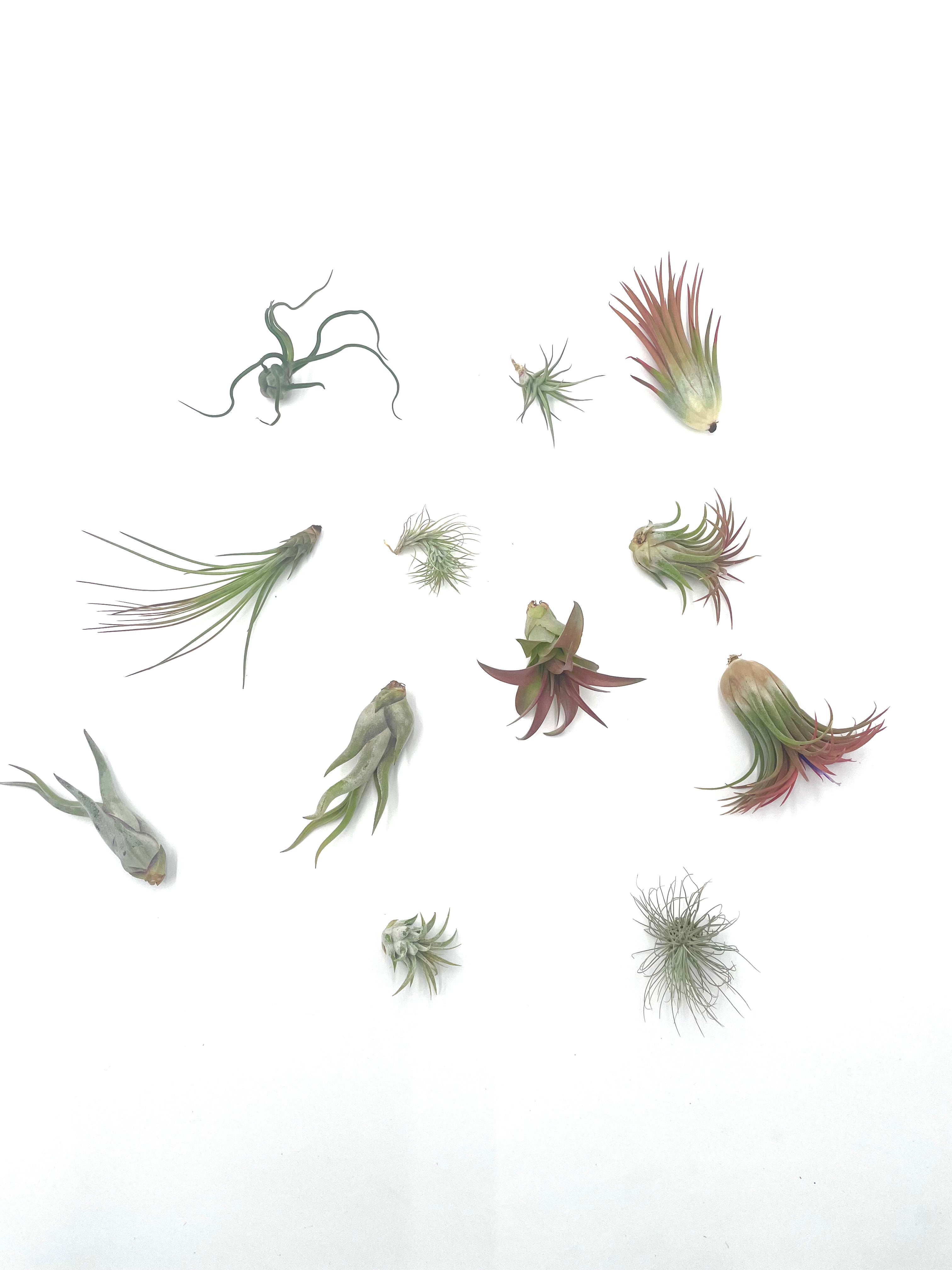 12 Pack of Air Plants