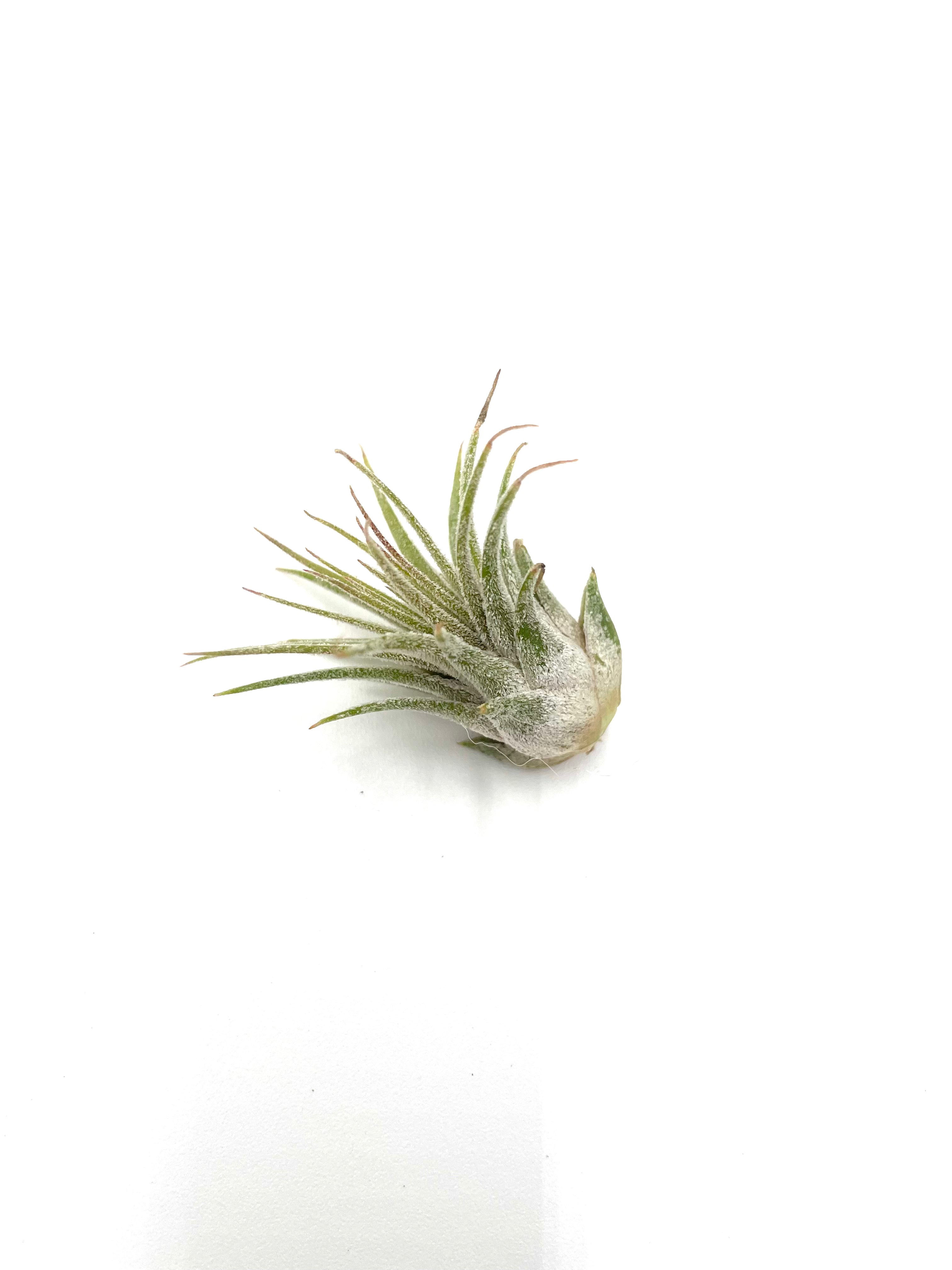 Air Plant Variety Pack - 5 Air Plants