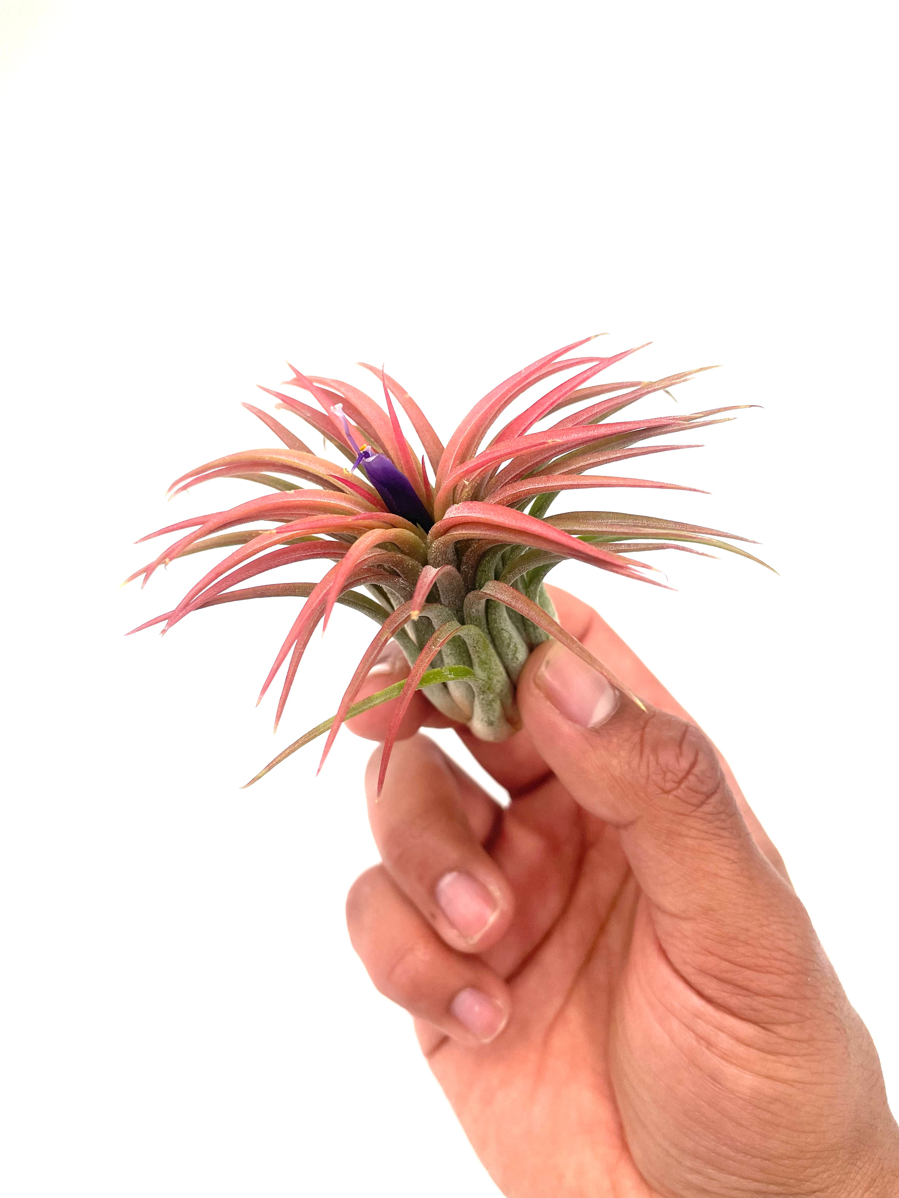 Air Plant Variety Pack - 5 Air Plants