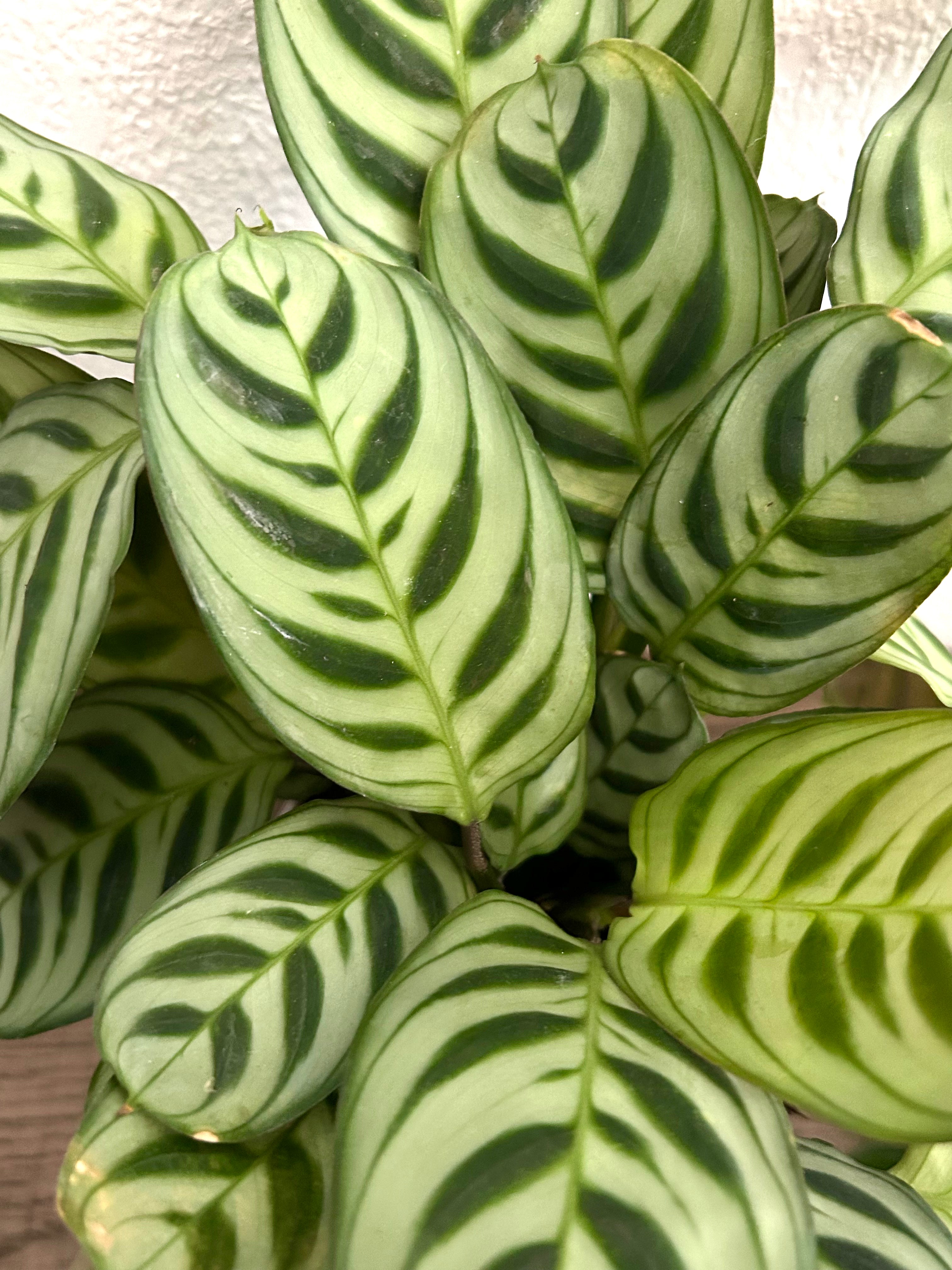 Calathea Burle Marx