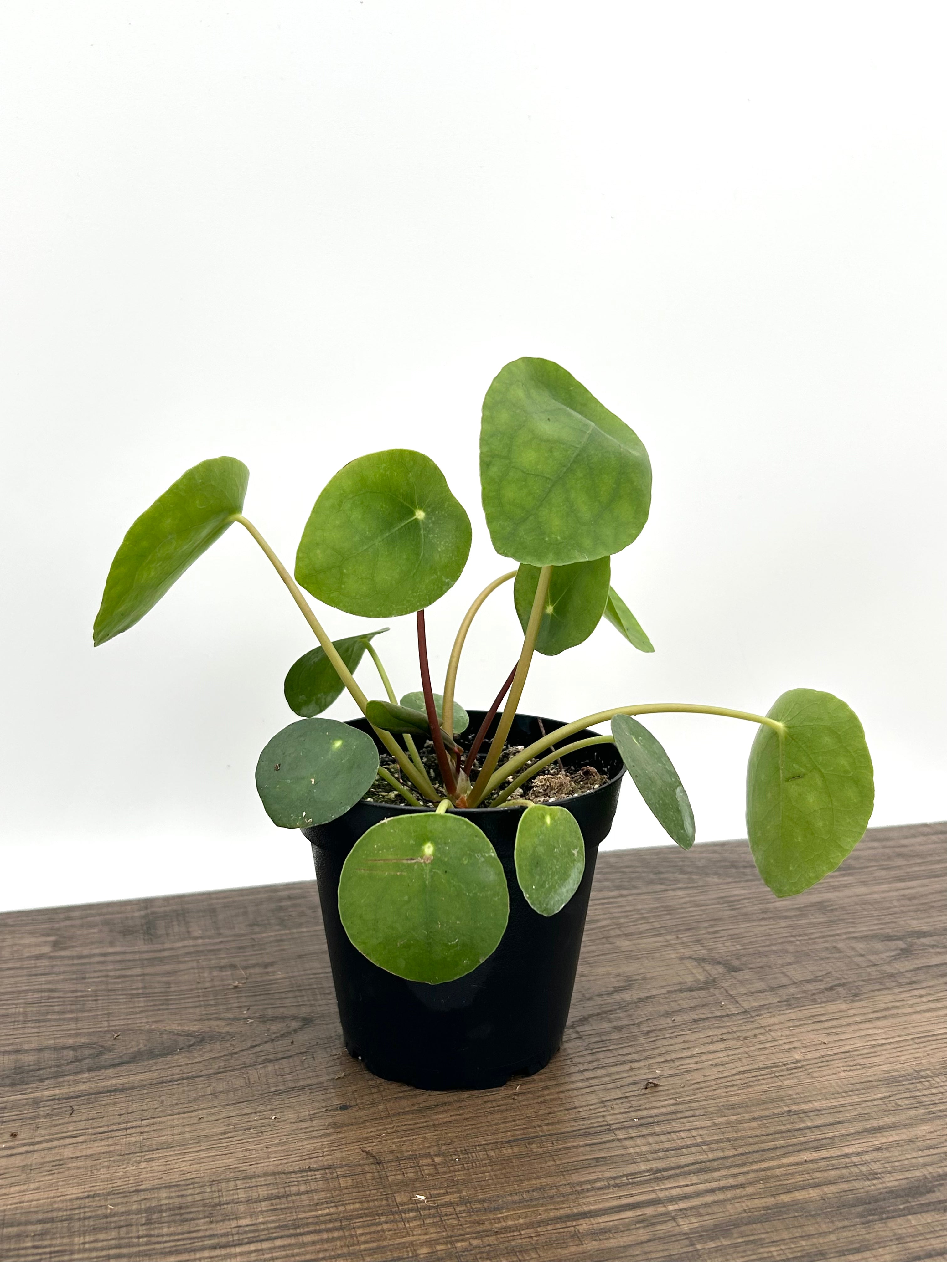 Chinese Money Plant