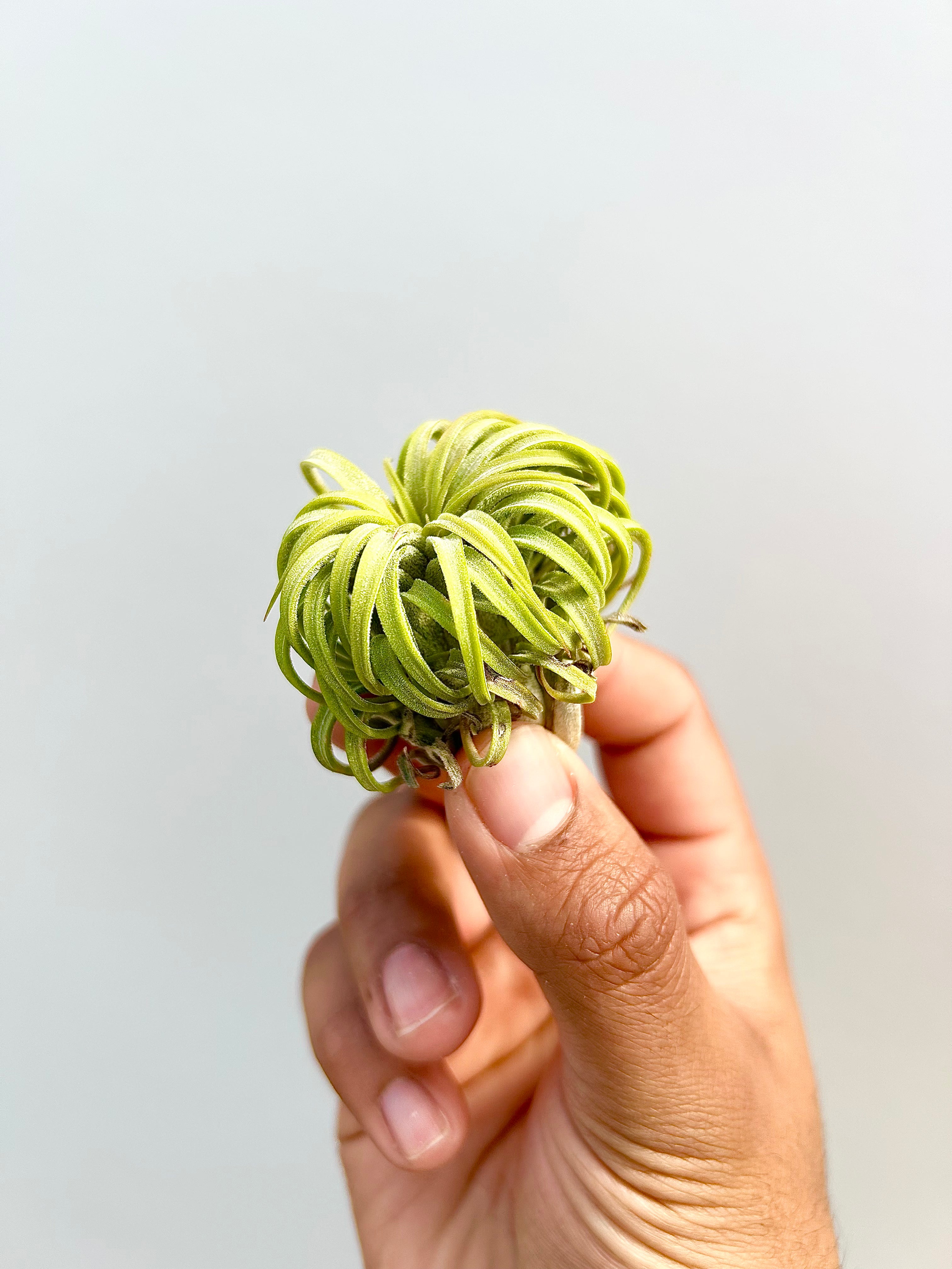 Tillandsia Rubra - Curly Form