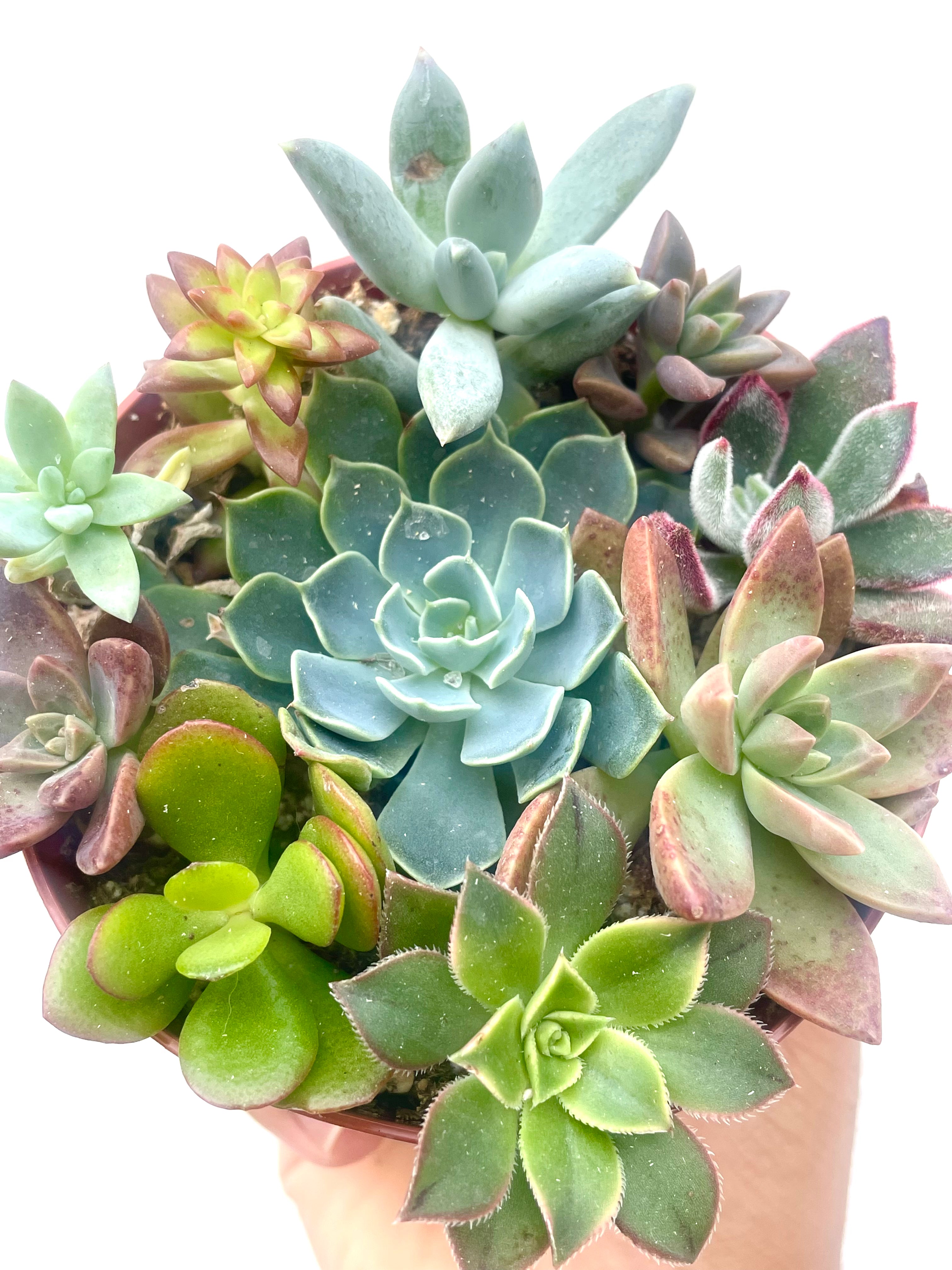 close up of succulent arrangement