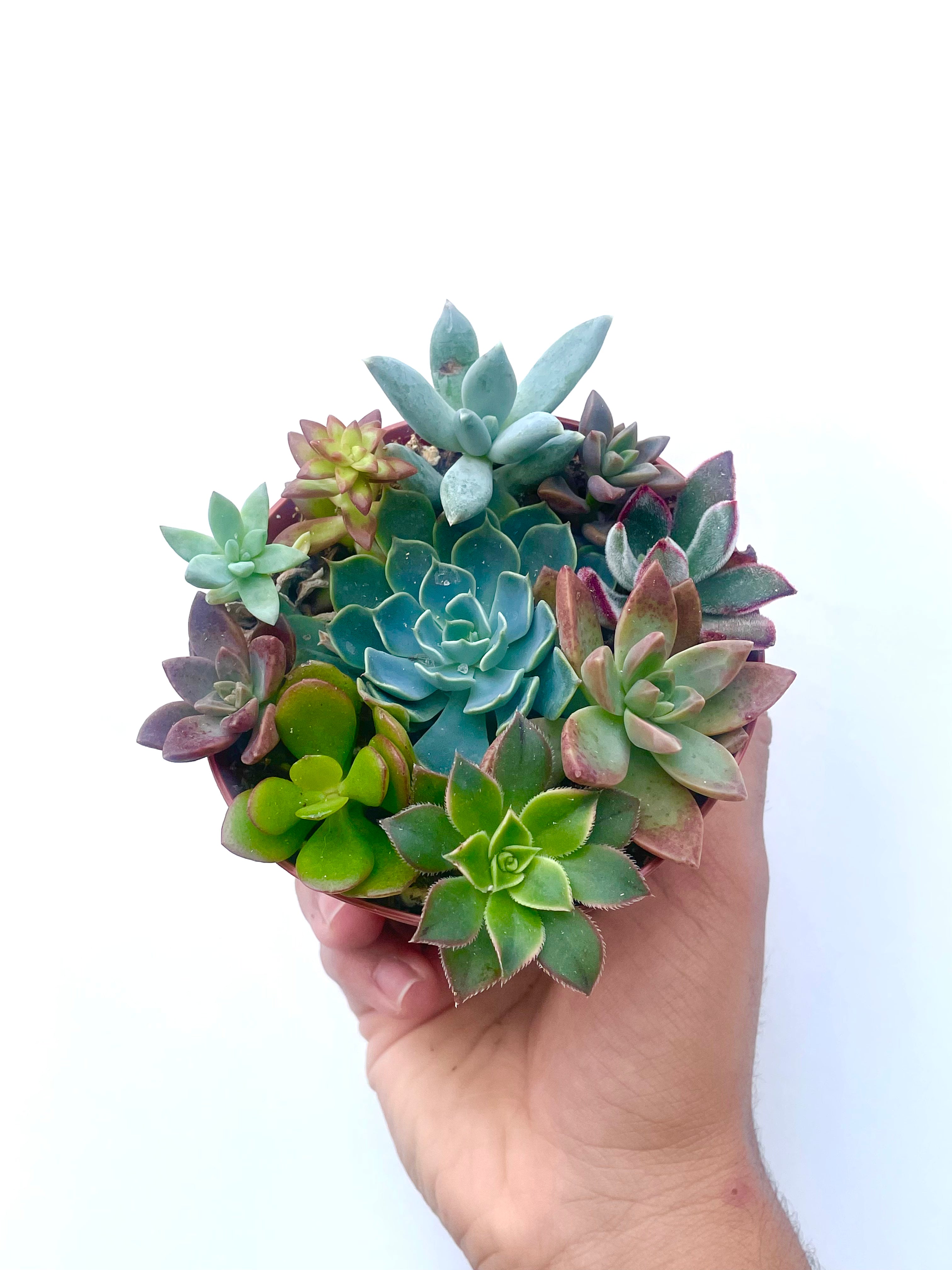 mix of succulents in pot