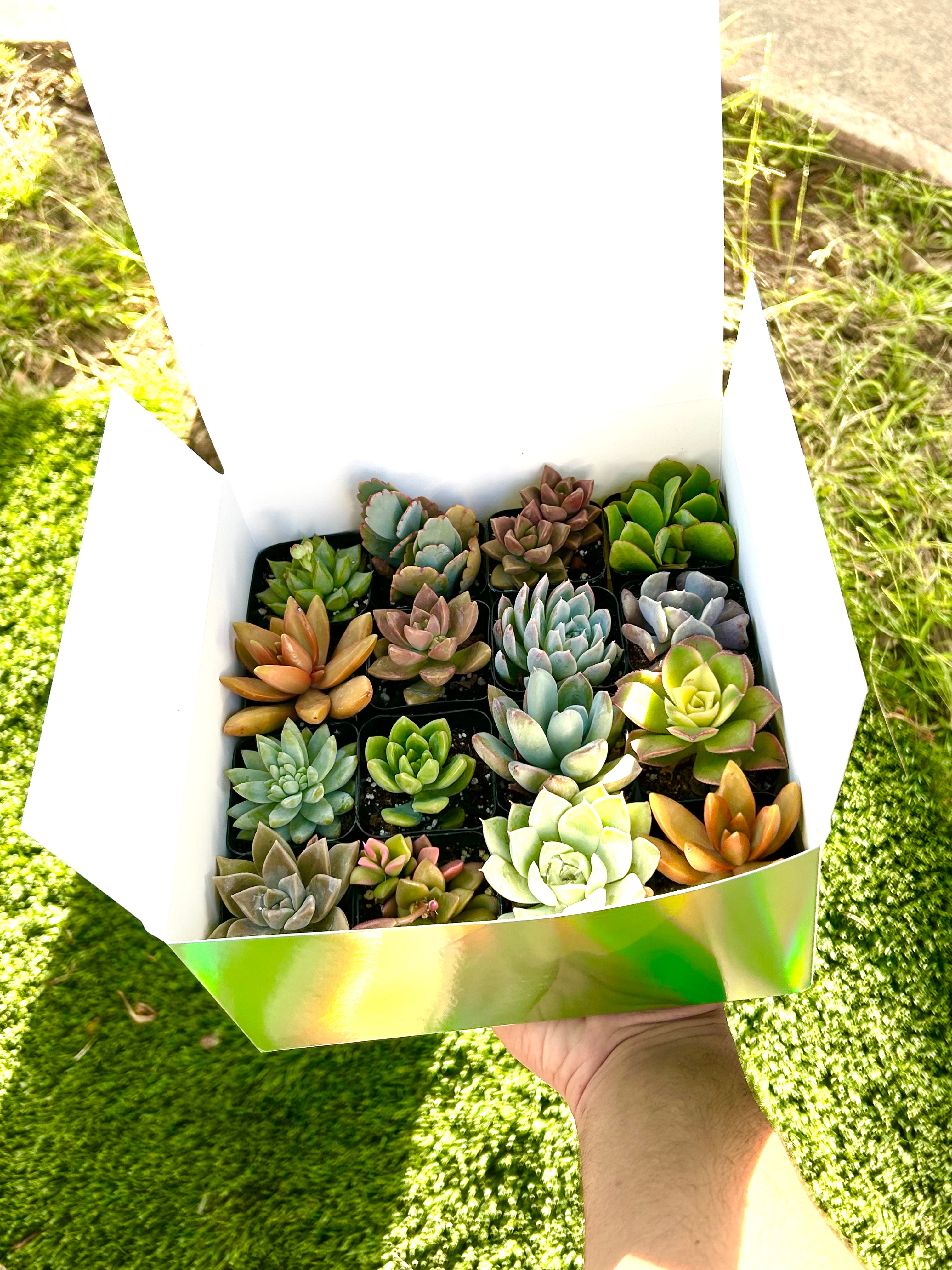 hand holding a succulent gift box