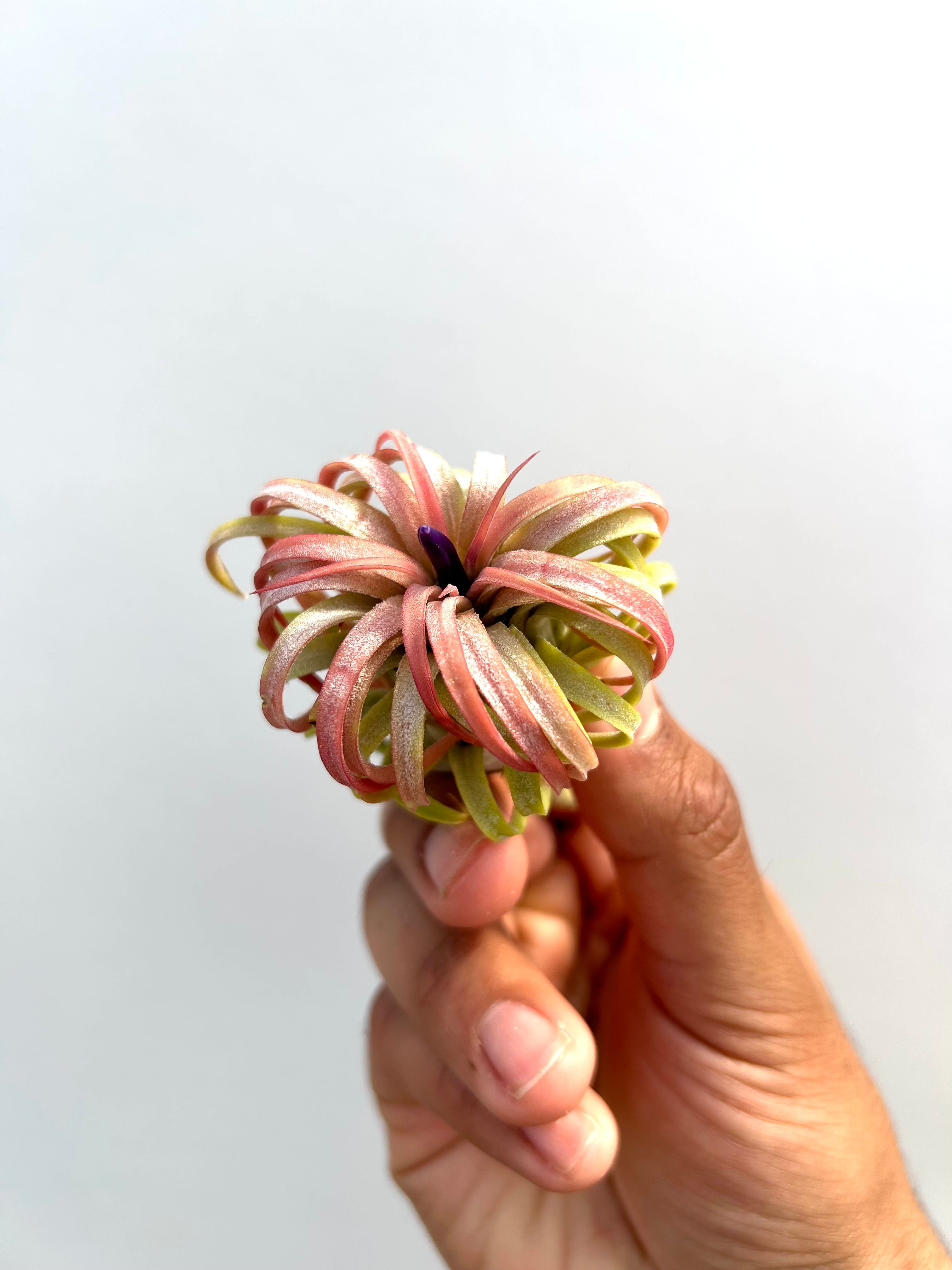 Tillandsia Rubra - Curly Form