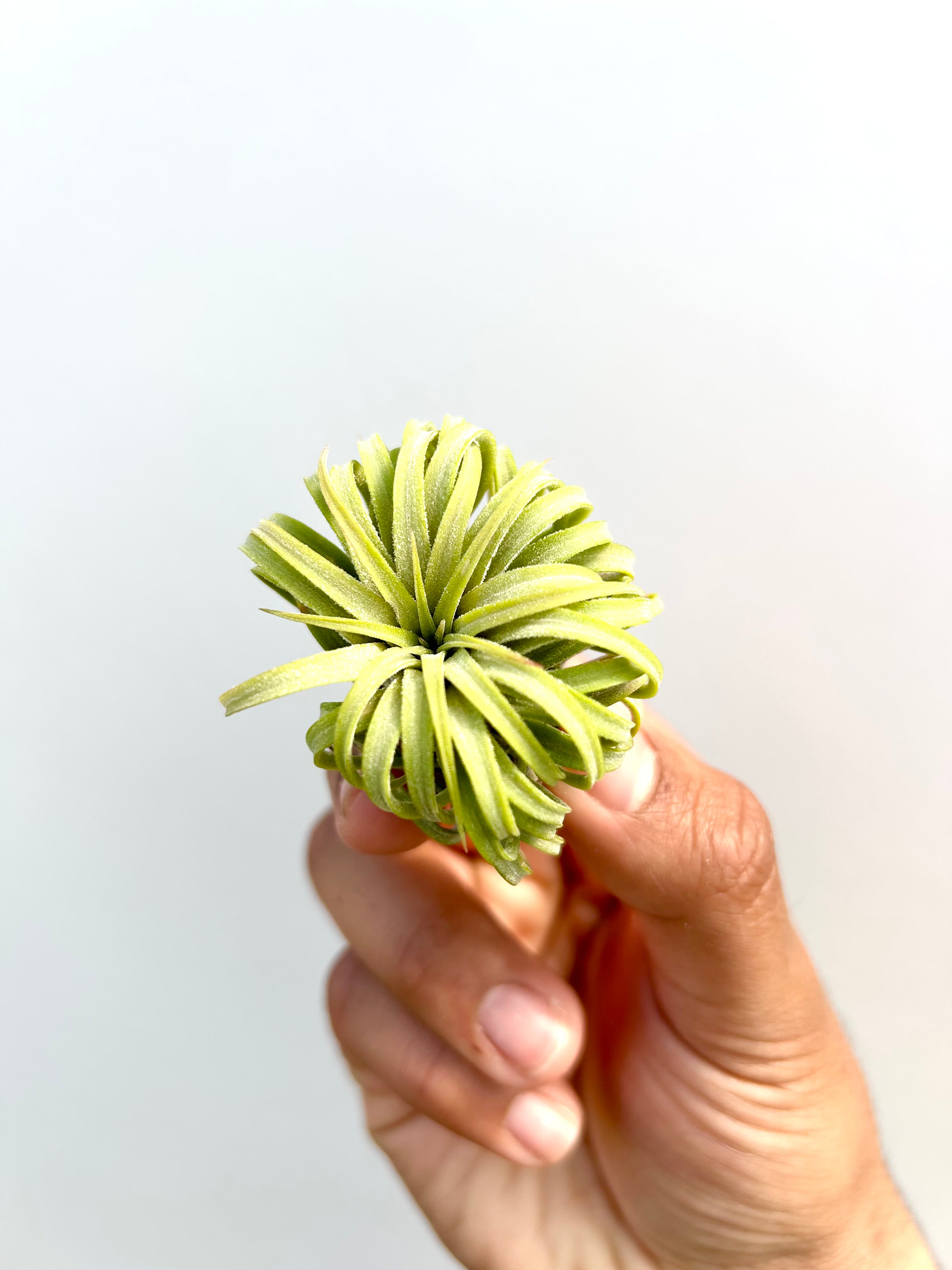 Tillandsia Rubra - Curly Form