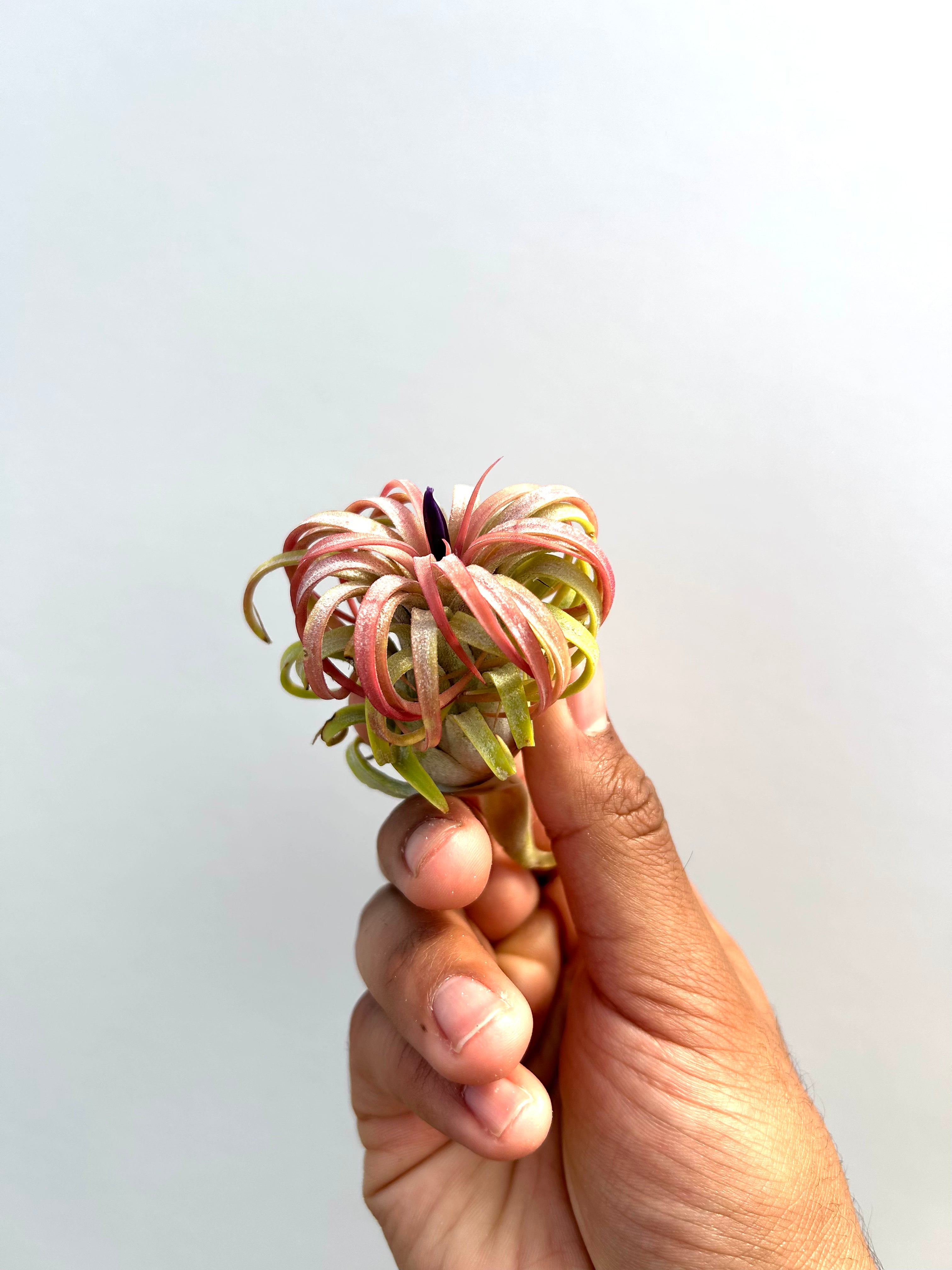 Tillandsia Rubra - Curly Form