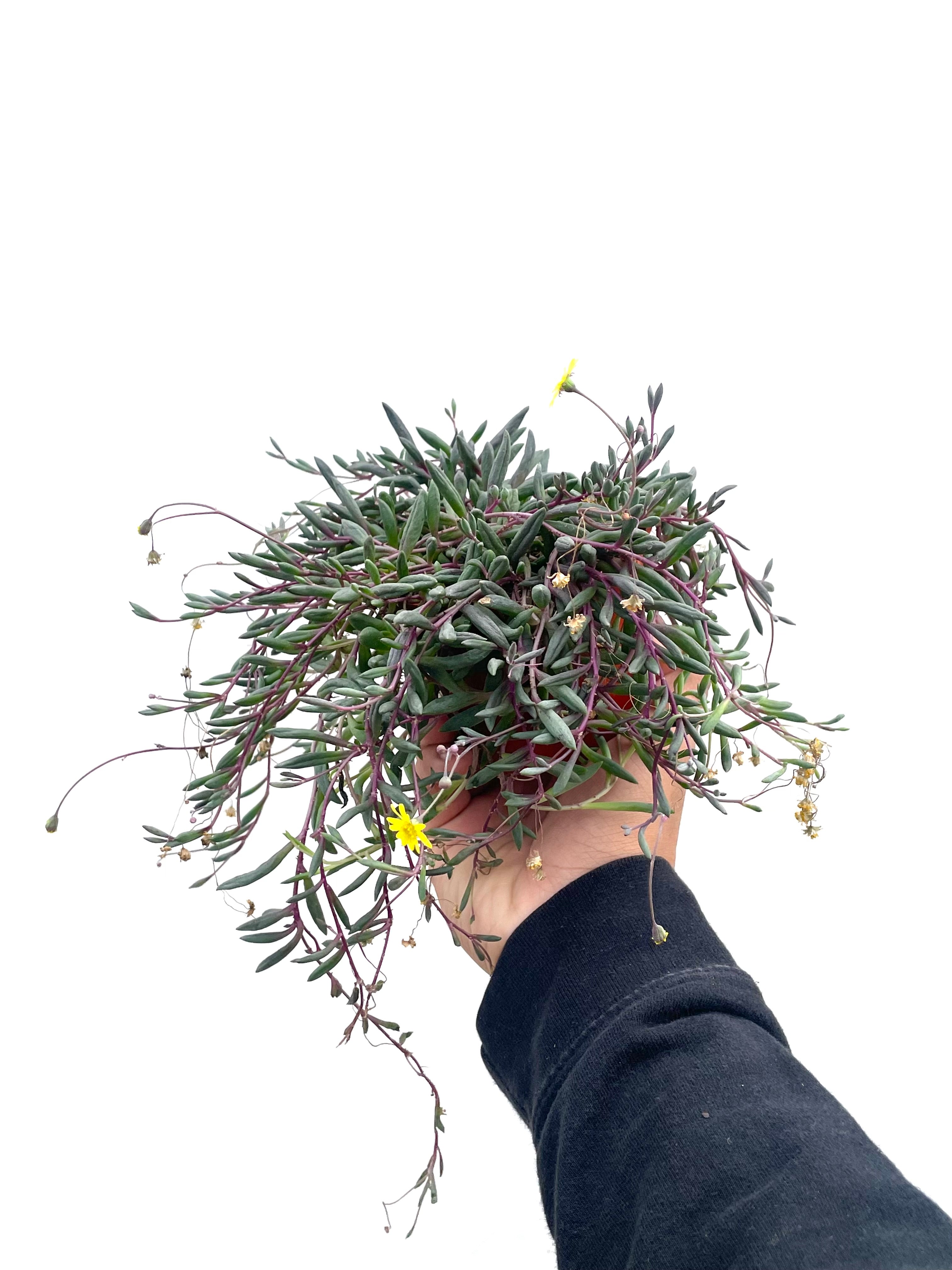 Othonna Capenis succulent