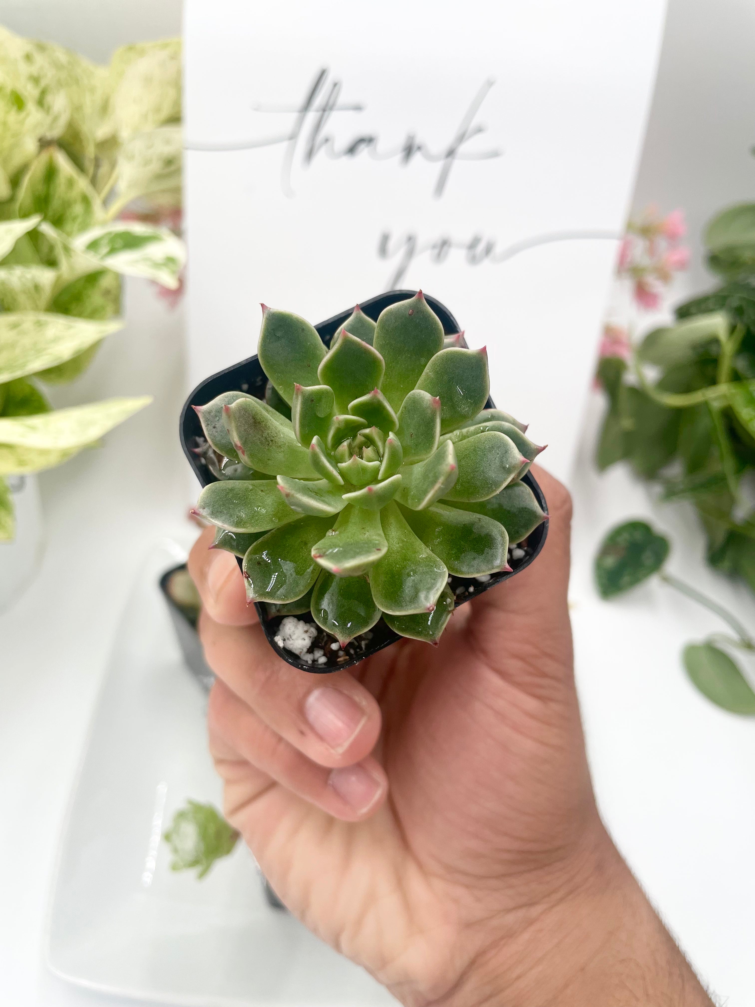 small green succulent party favor