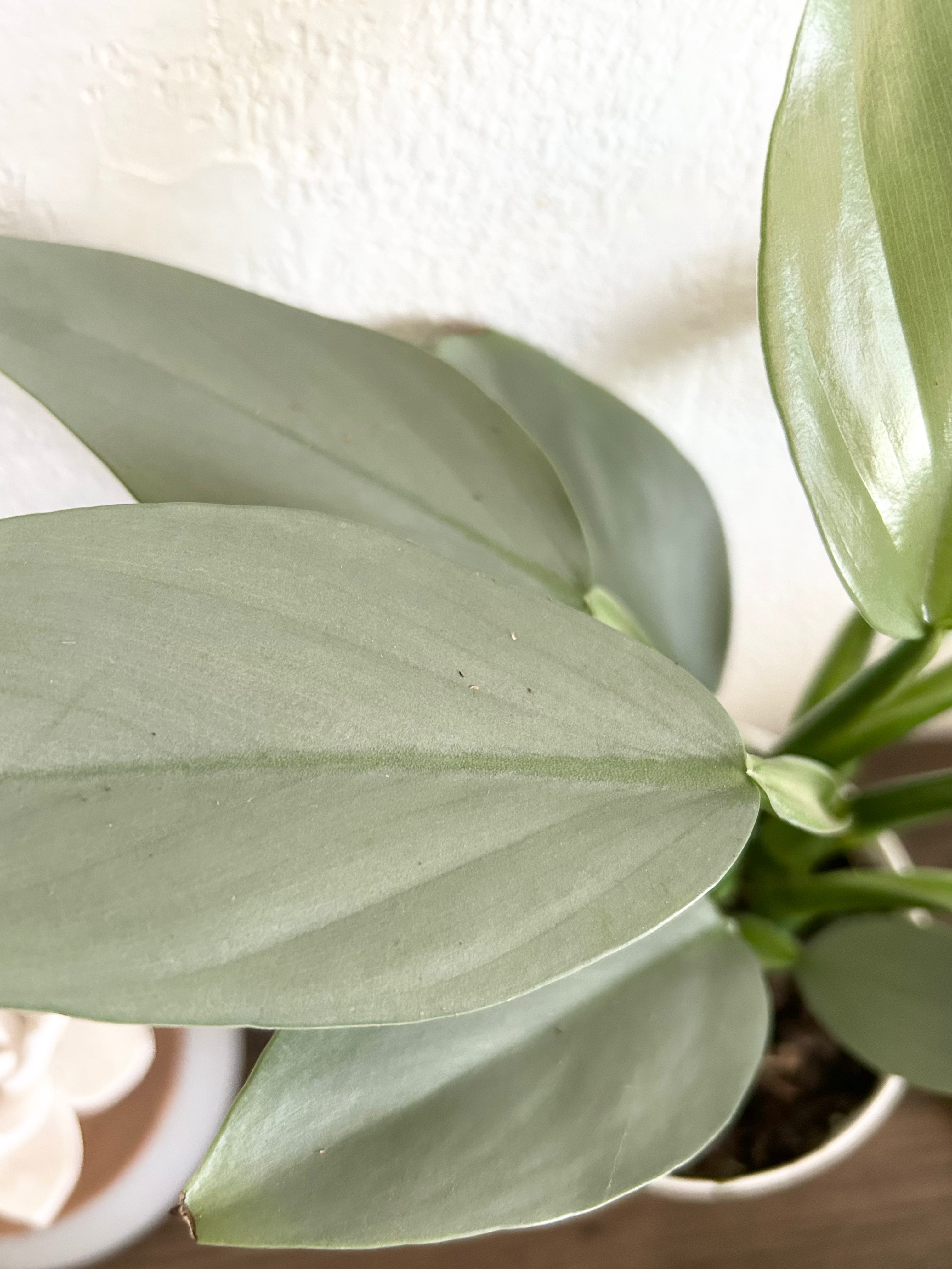 Philodendron Silver Sword