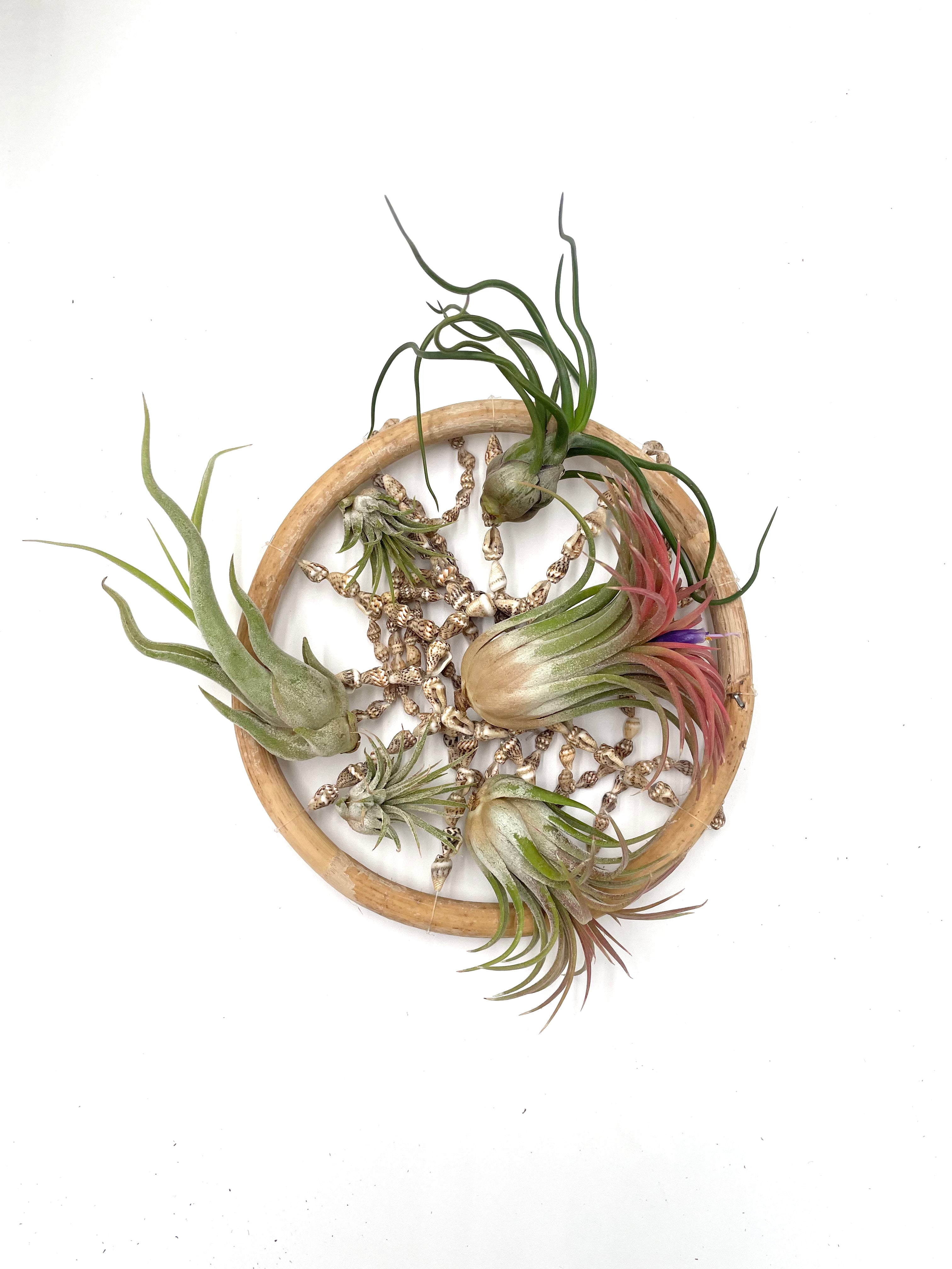 Air Plant Variety Pack - 5 Air Plants