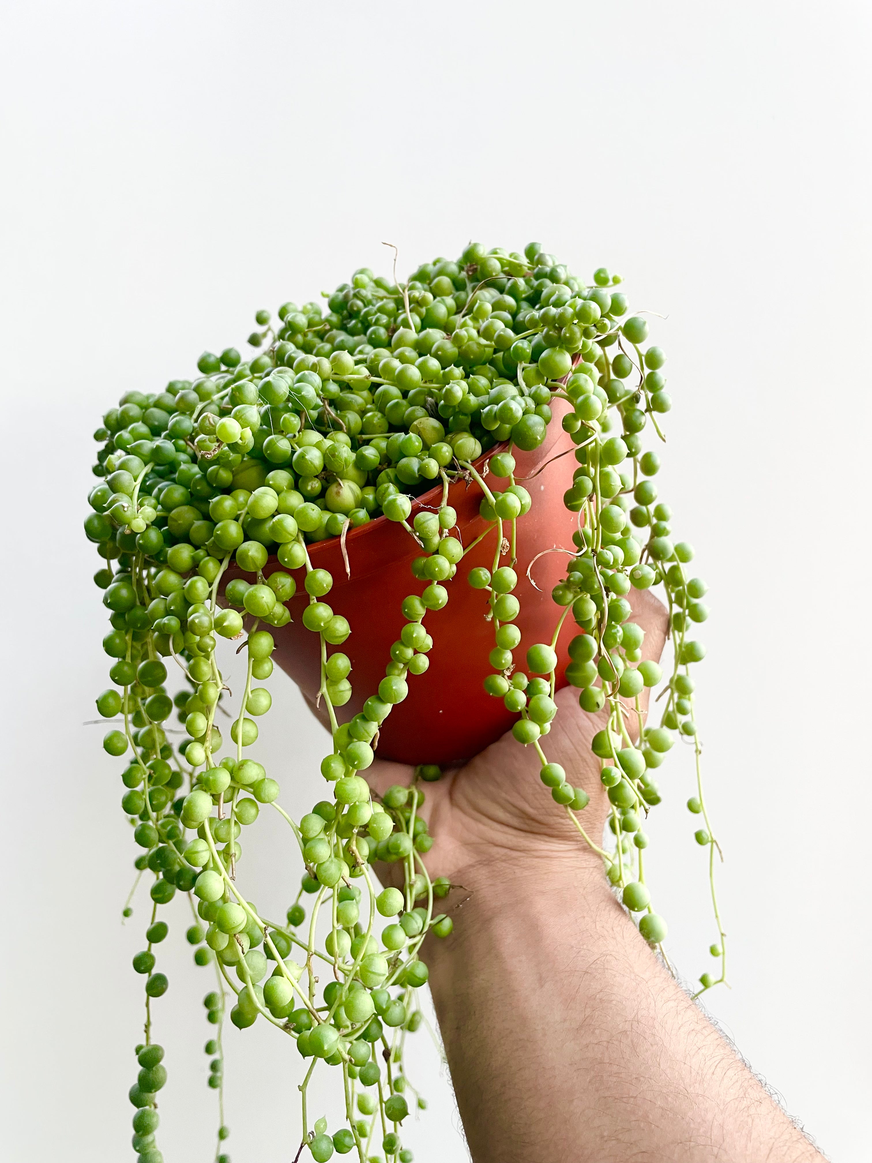 string of pearls plant 