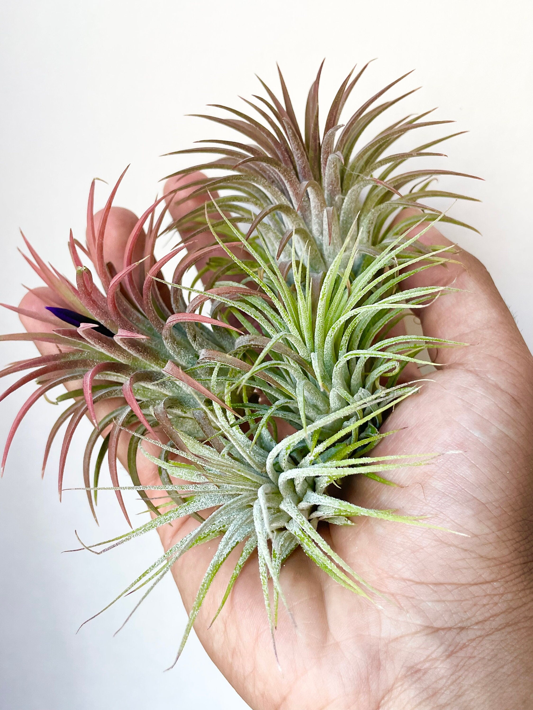 group of tillandsias