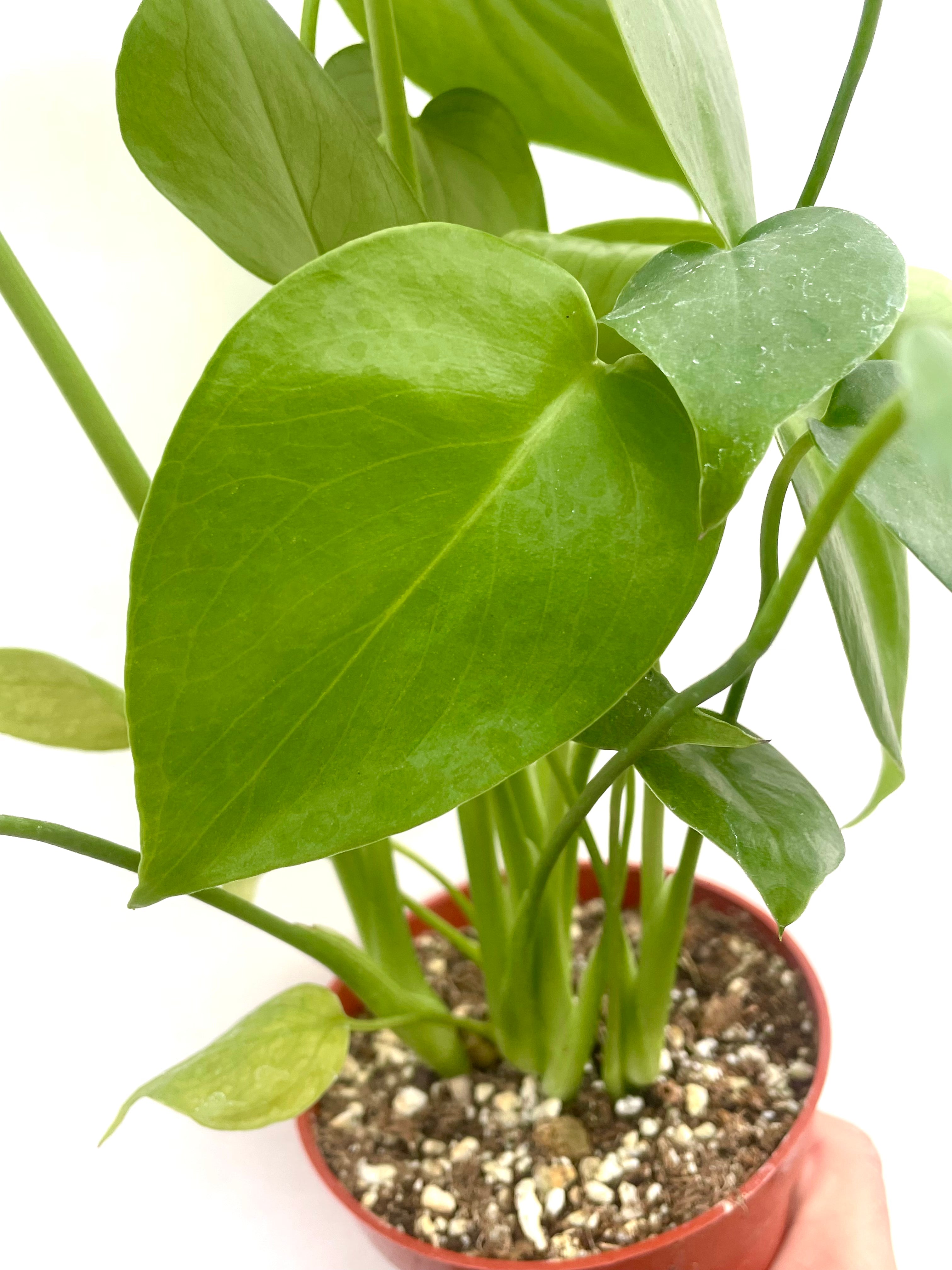 monstera plant