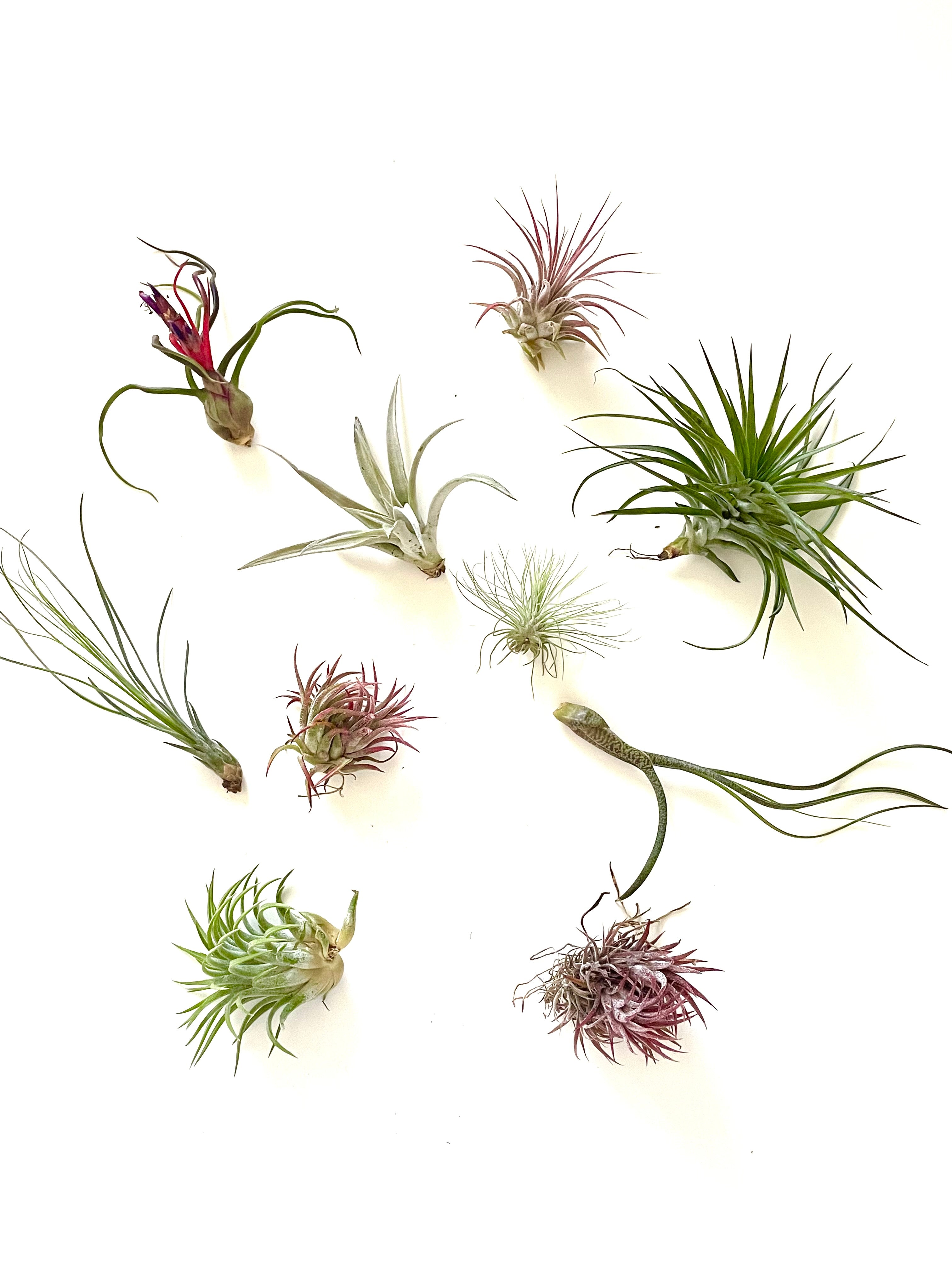 group of air plants