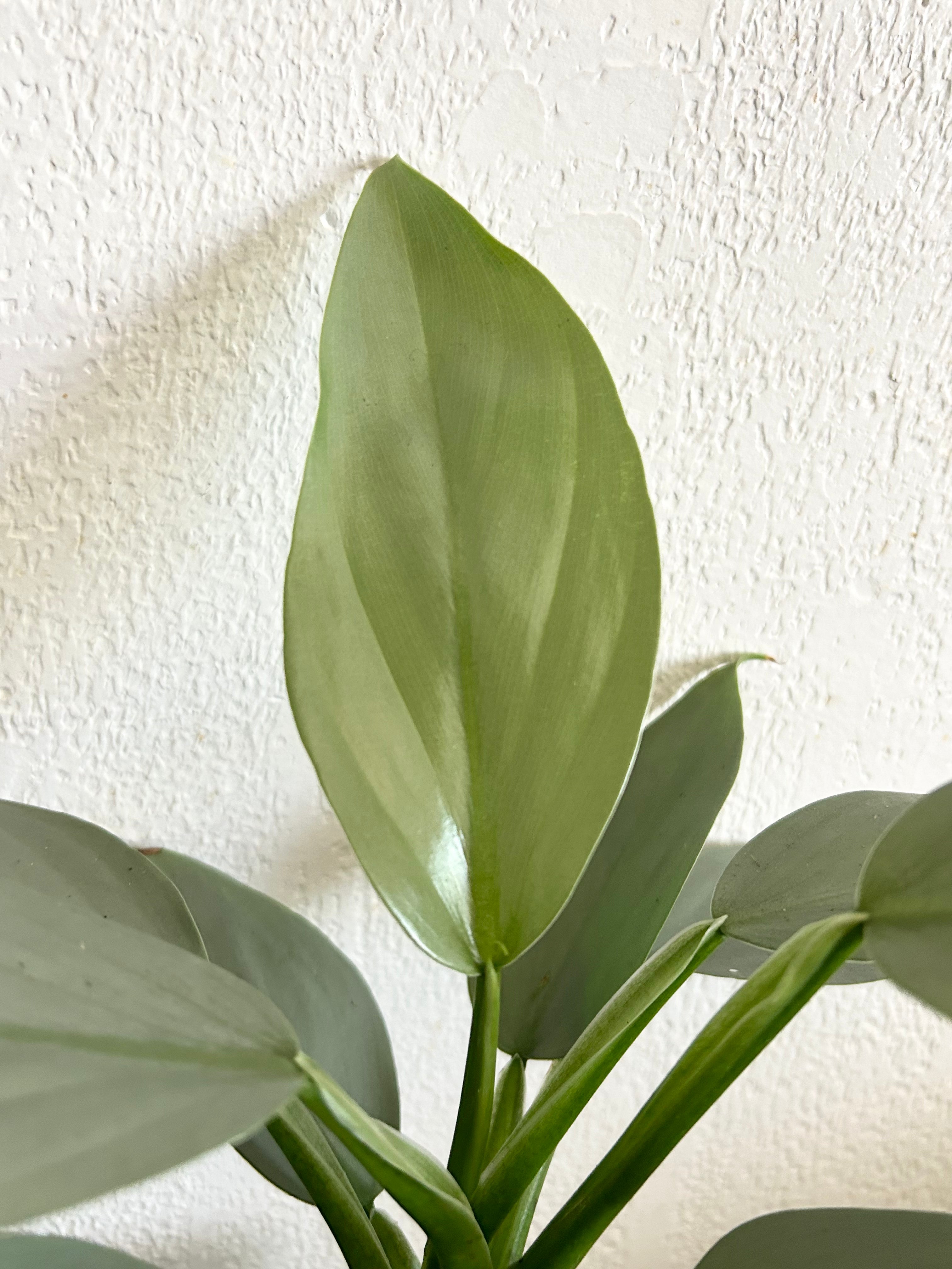 Philodendron Silver Sword