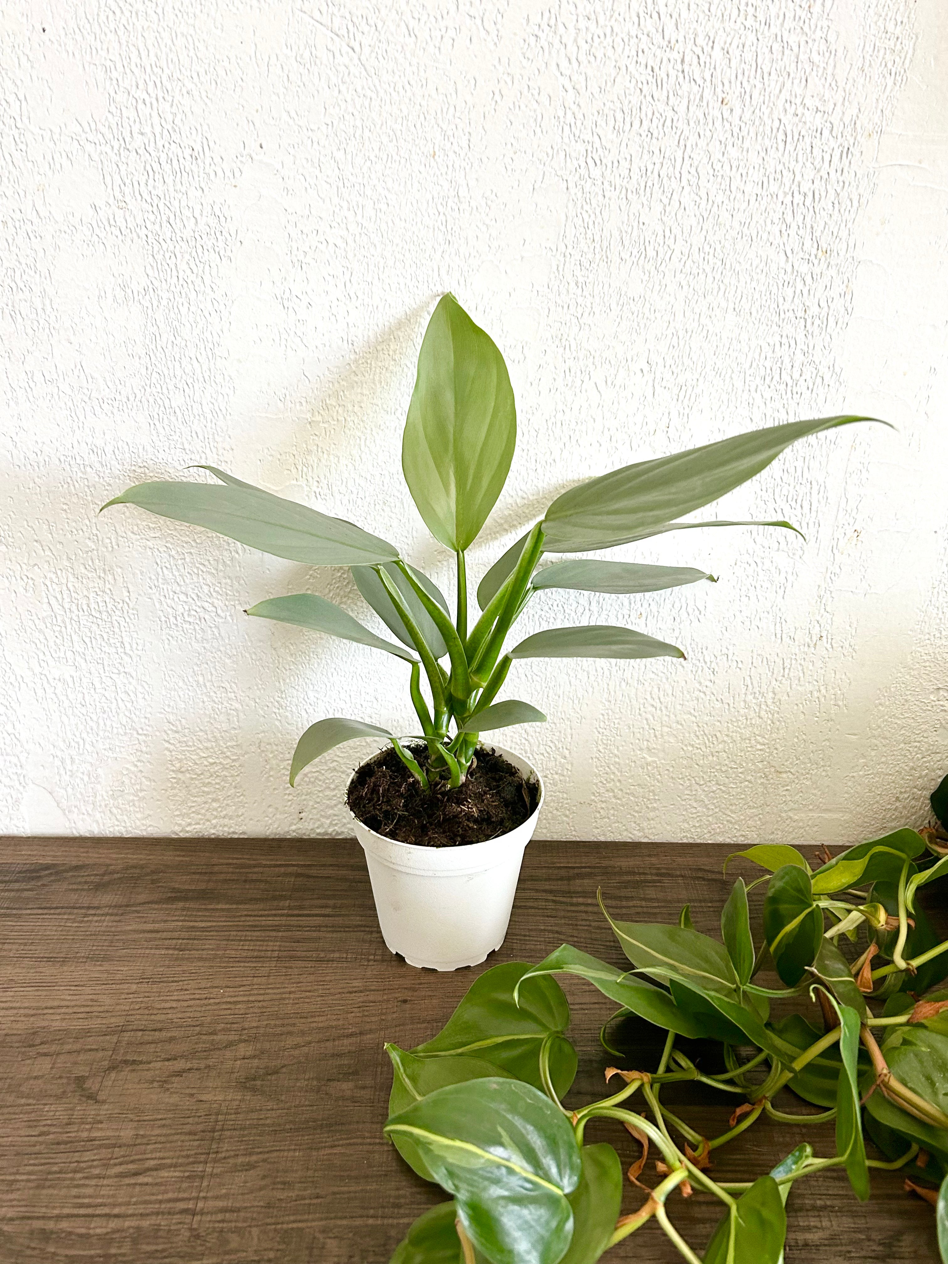 Philodendron Silver Sword