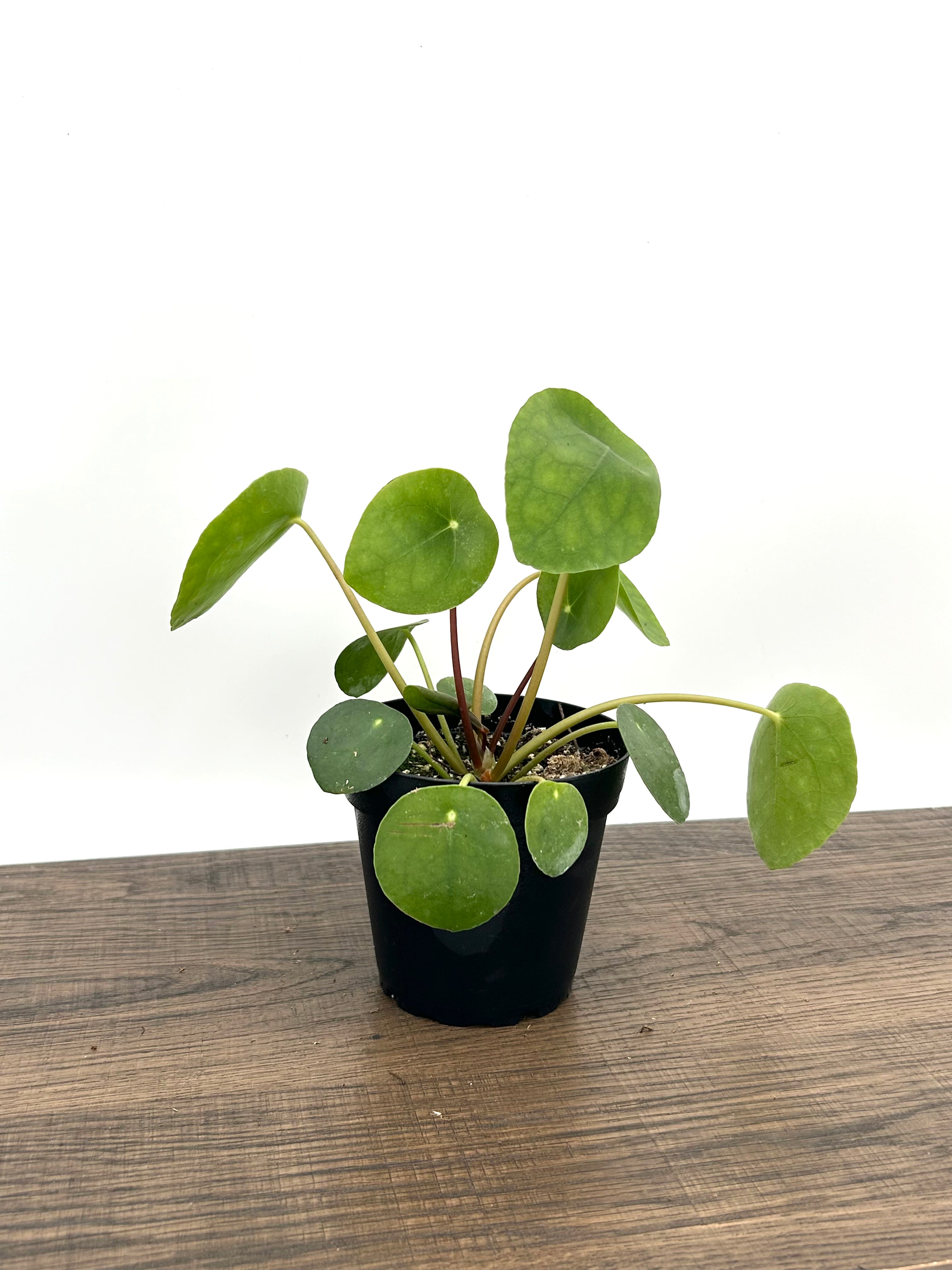 Chinese Money Plant