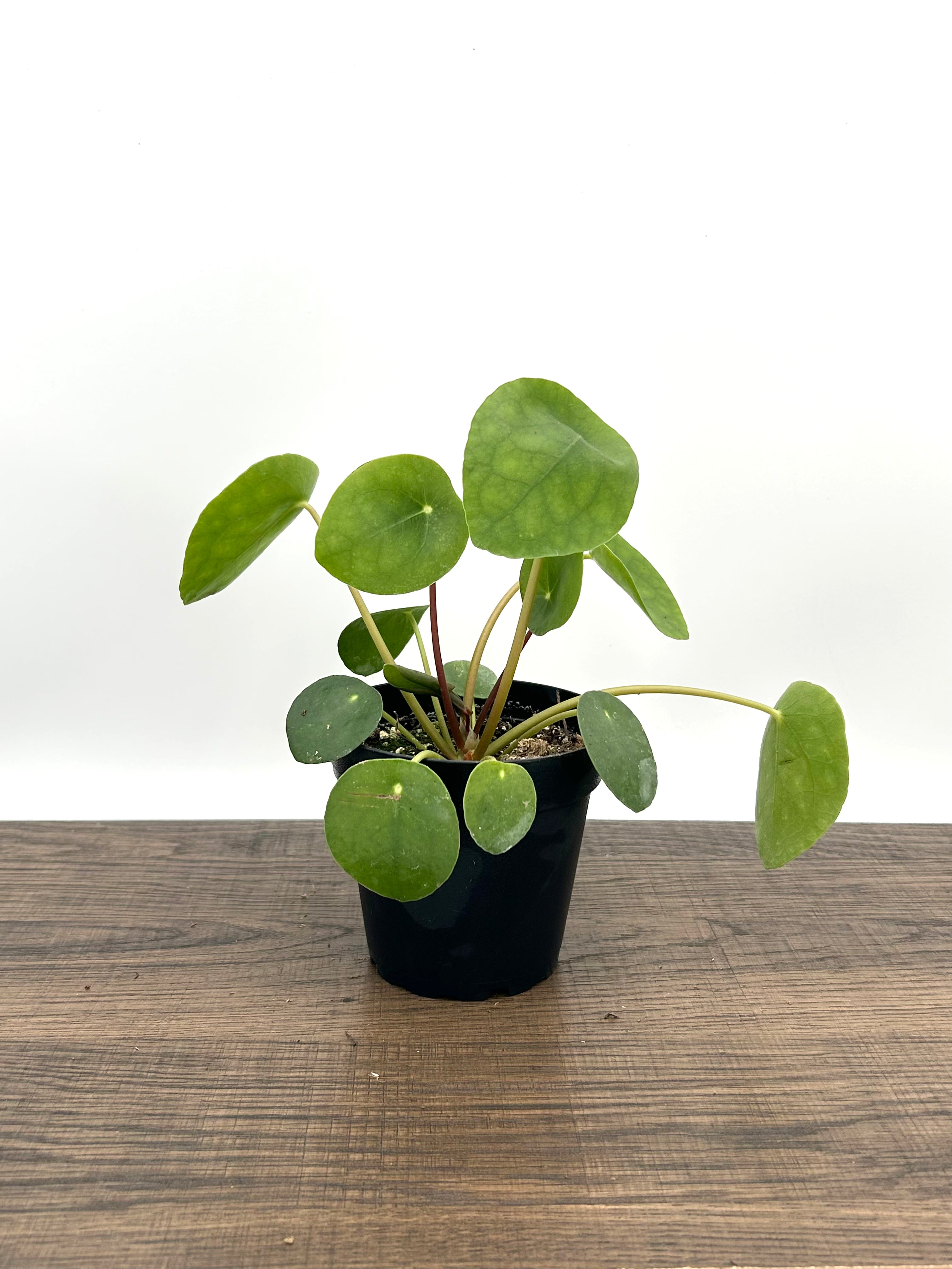 Chinese Money Plant