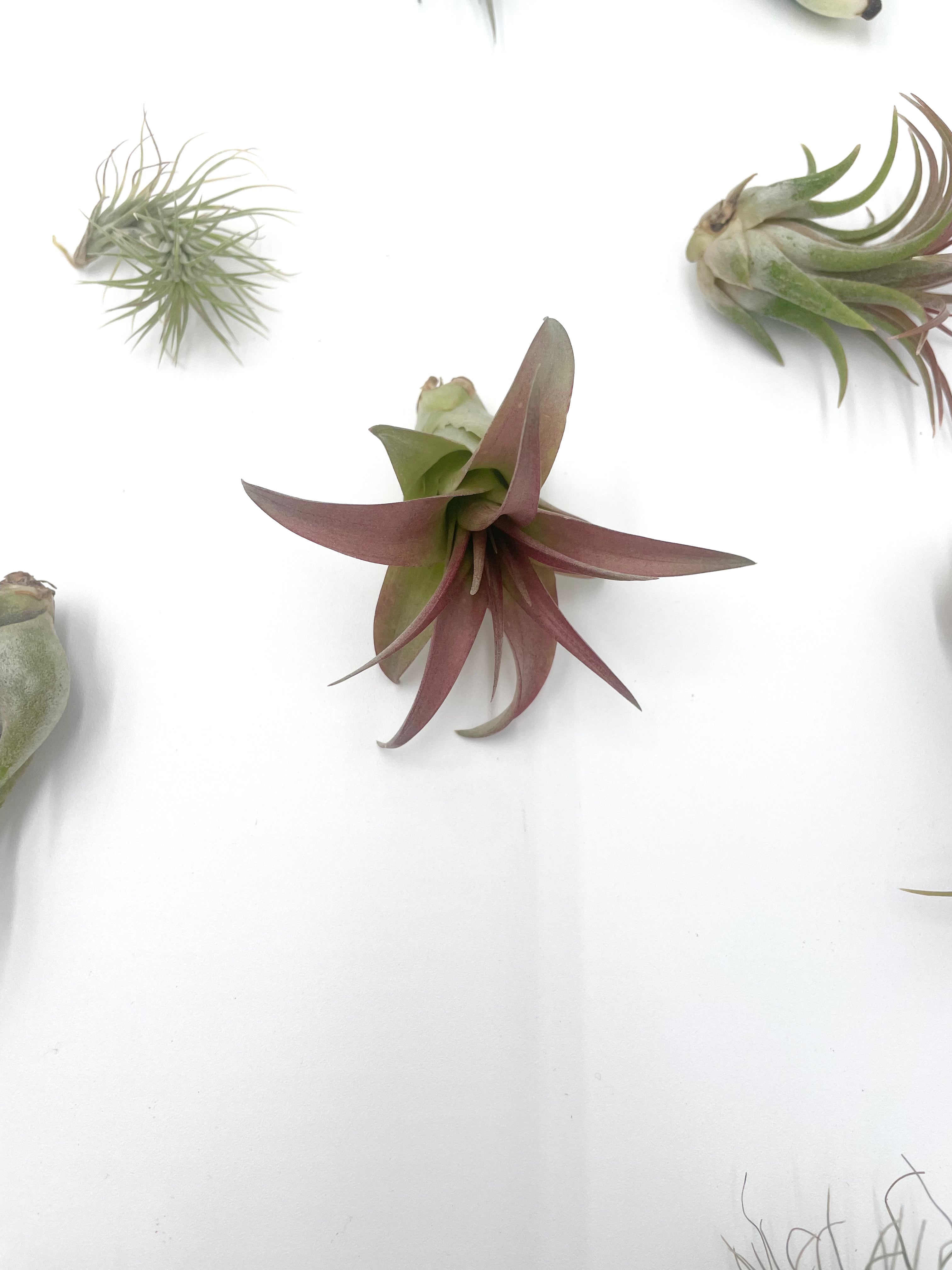 12 Pack of Air Plants