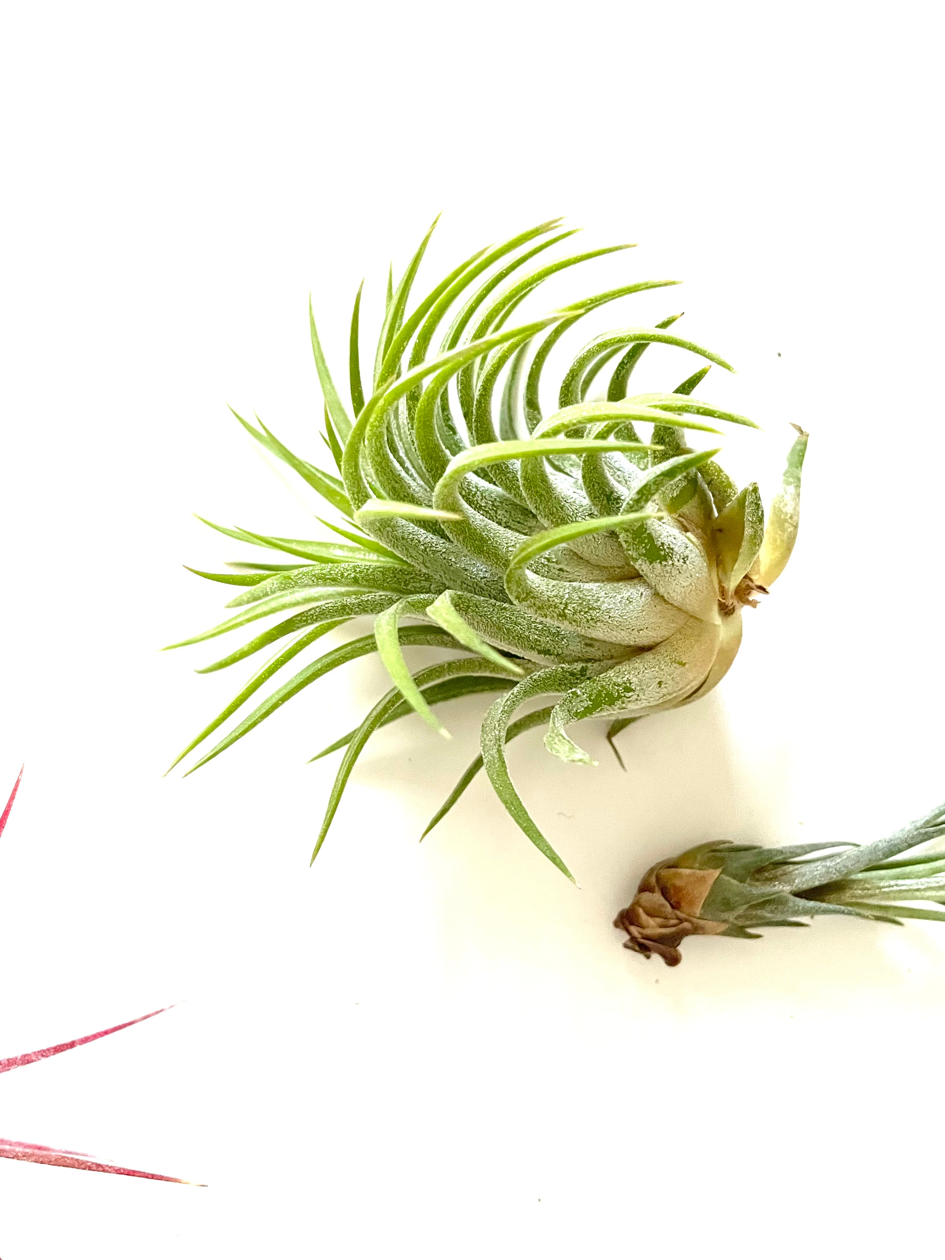 rubra tillandsia air plant