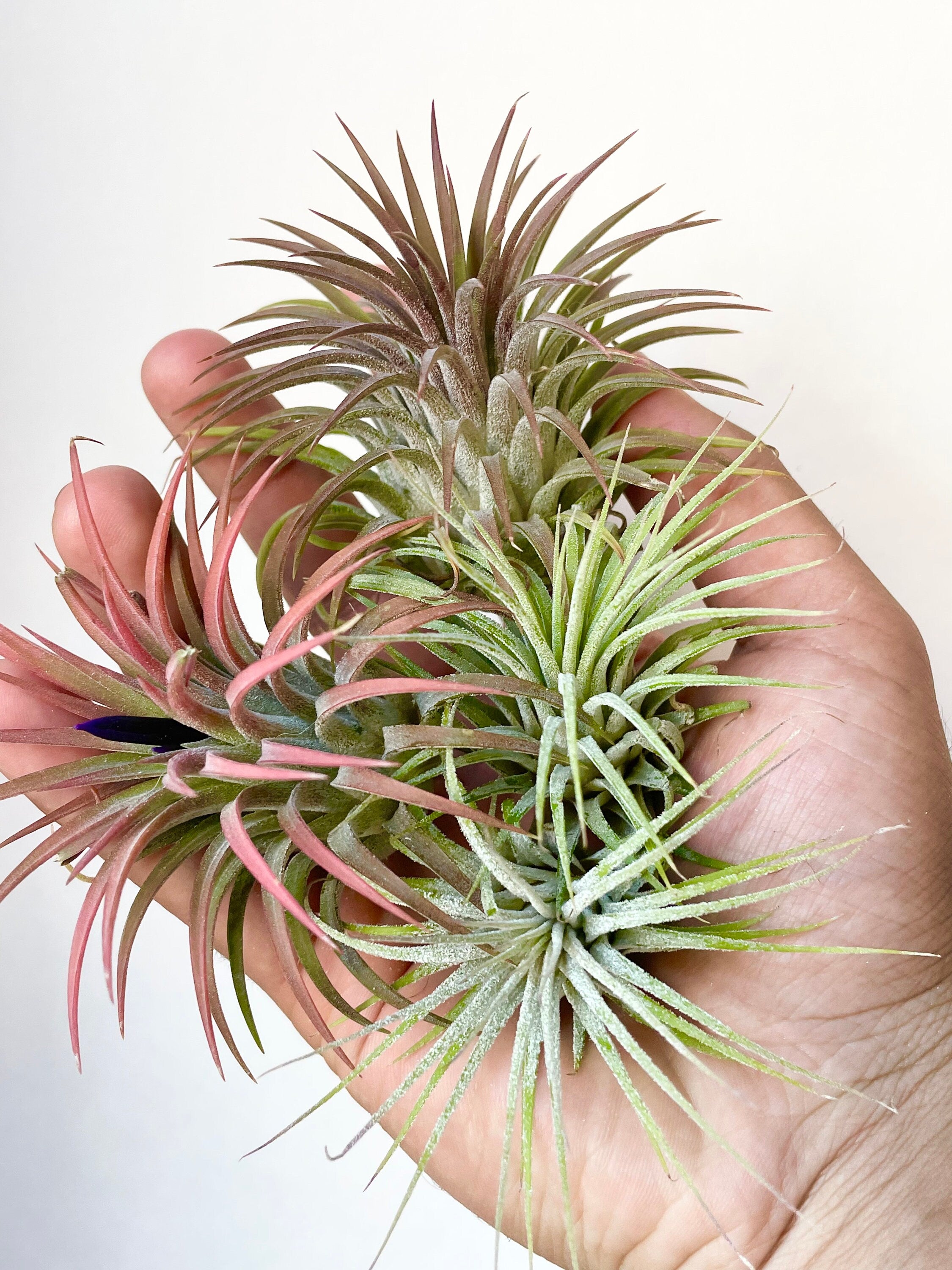 Guatemala air plants