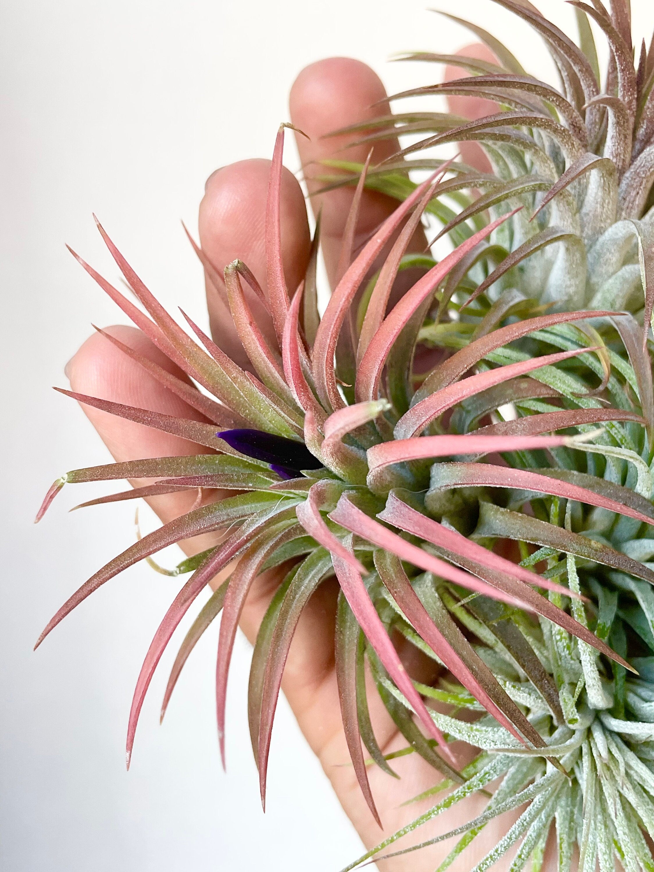 rubra air plant blooming