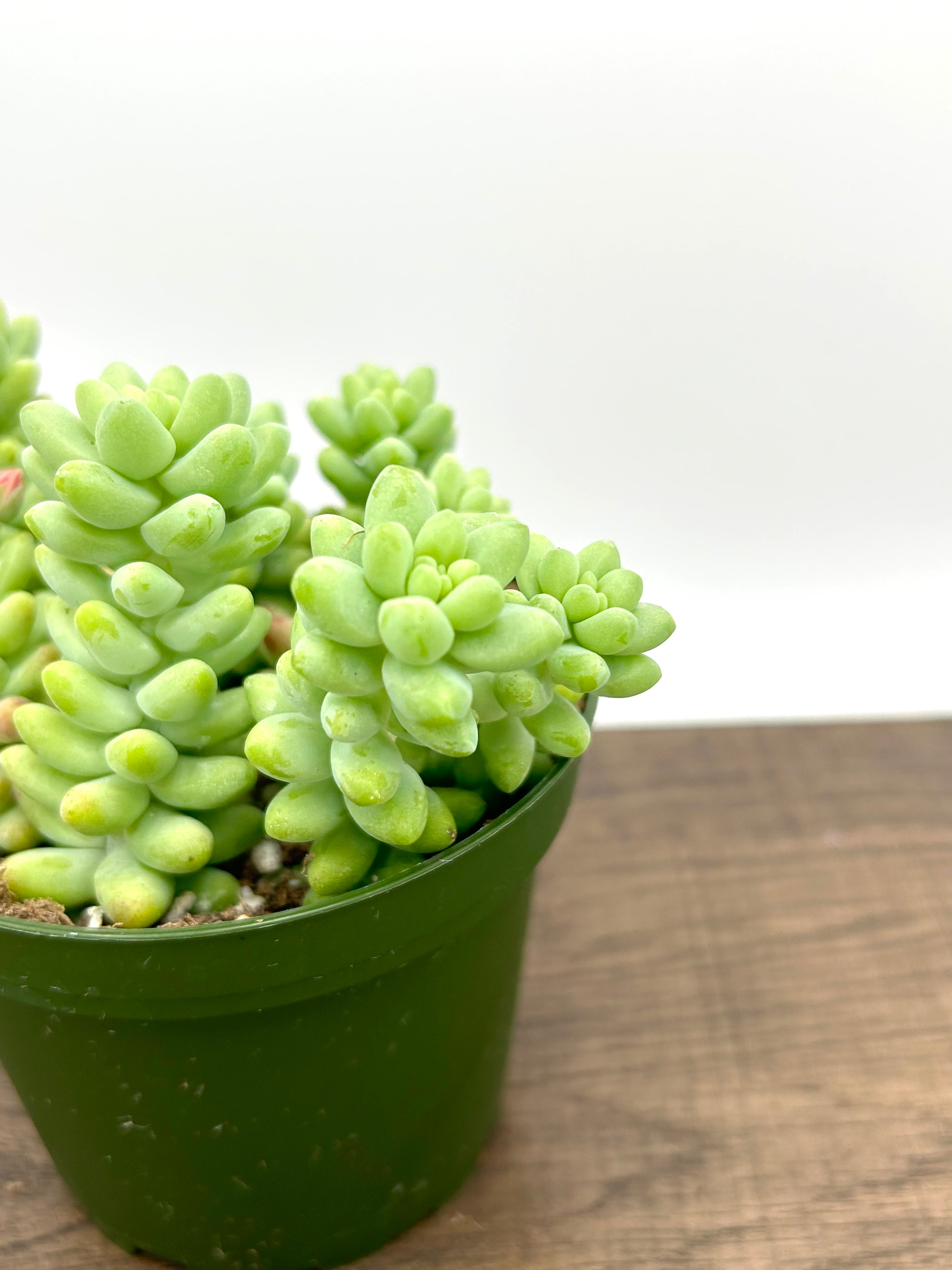 Burro's Tail Succulent