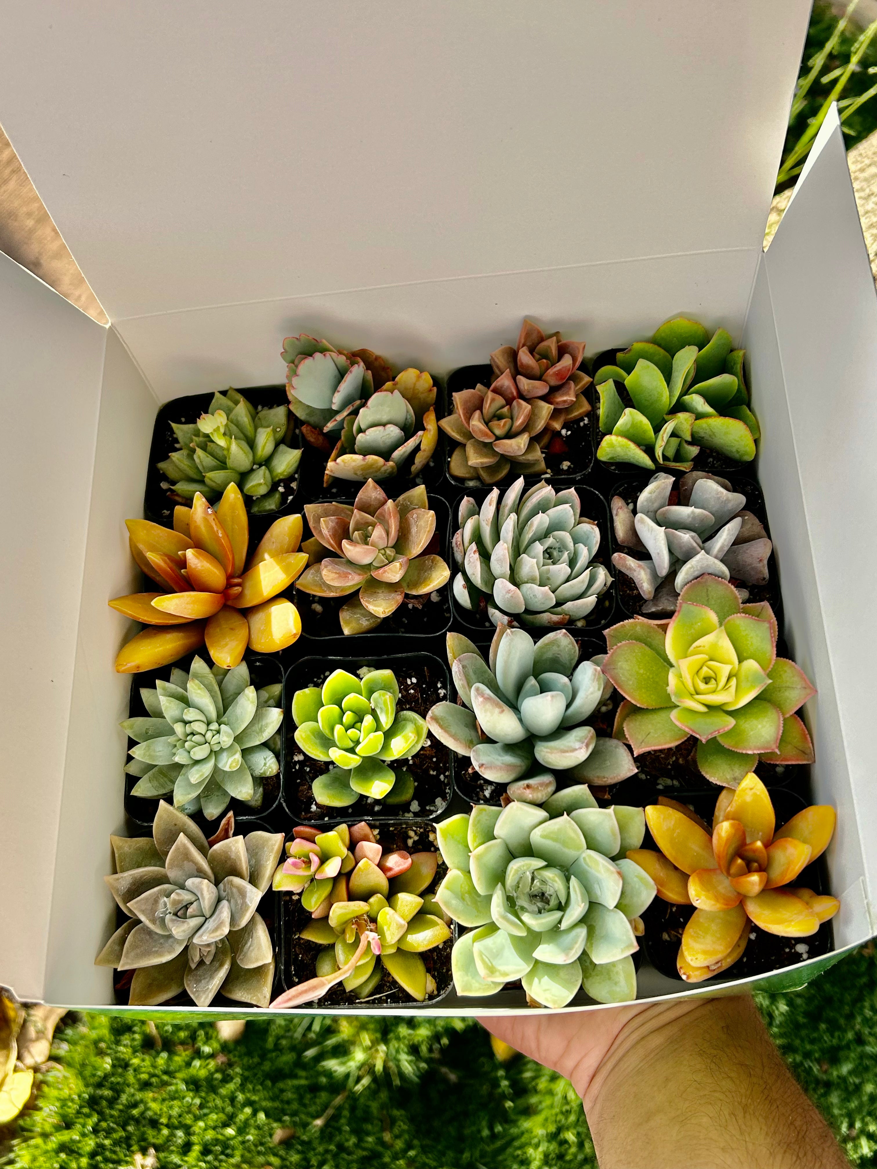 succulent gift box with 16 succulents