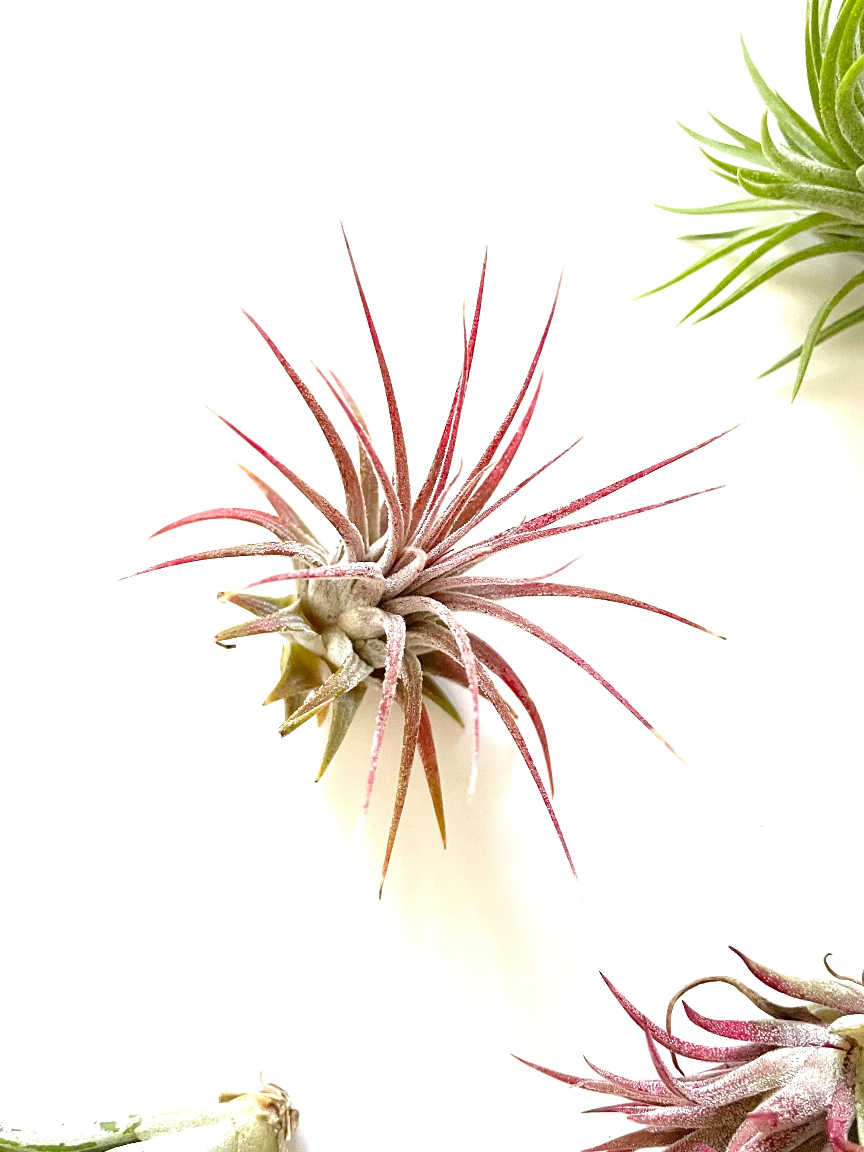 red air plant